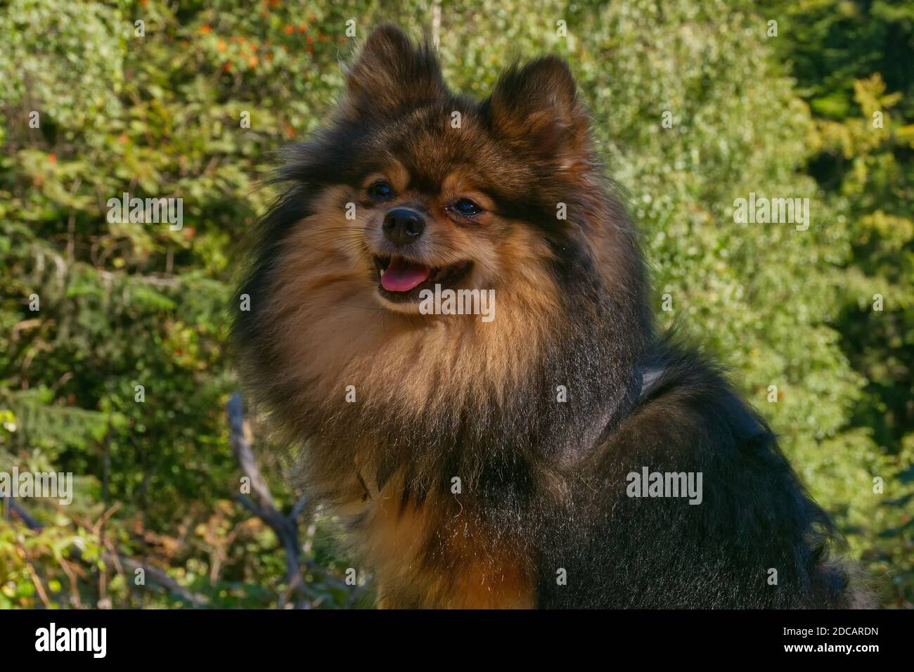Pedigree miniature spitz posing to the portrait on the green background. Stock Photo