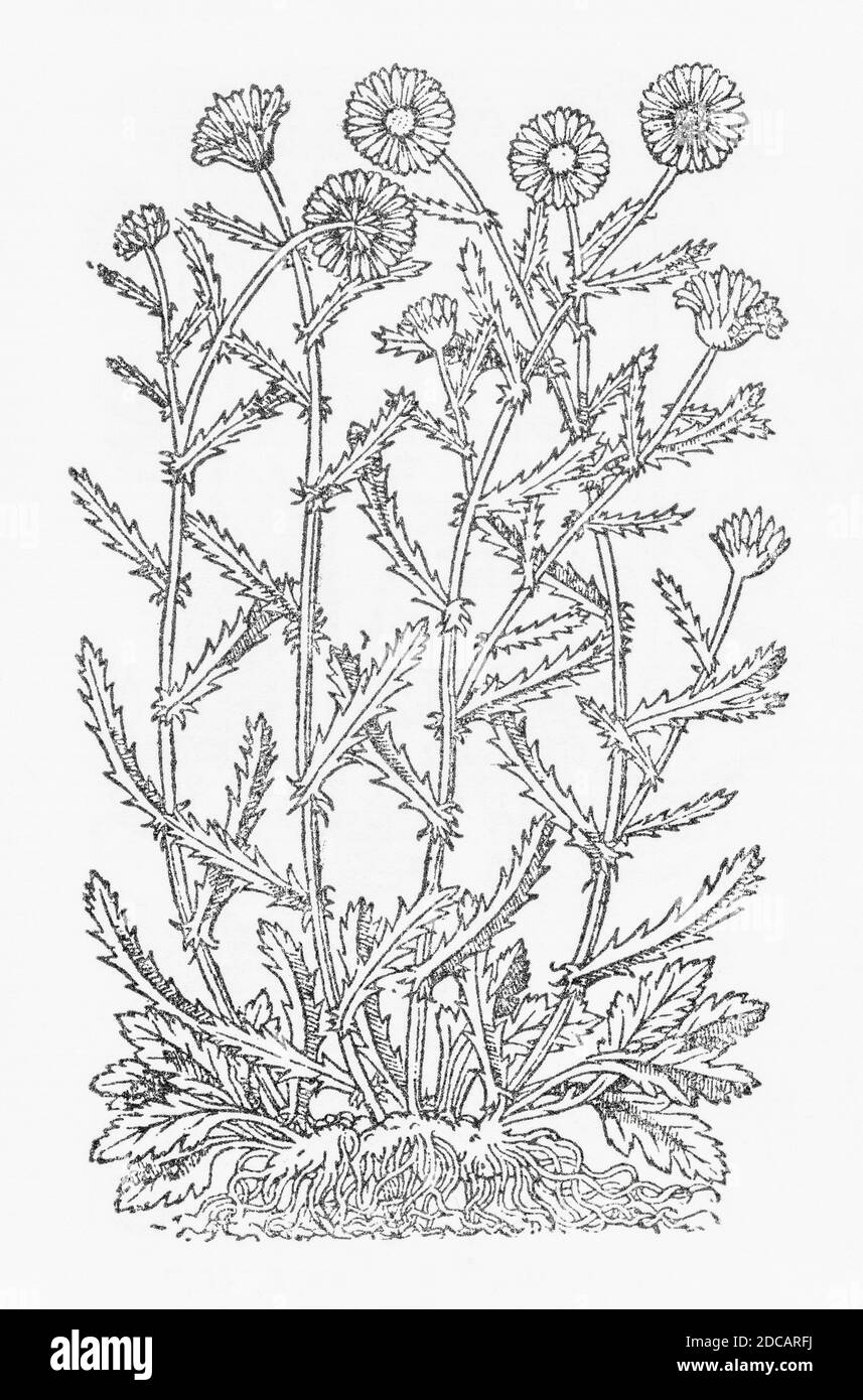 Ox-Eye Daisy / Chrysanthemum leucanthemum woodcut from Gerarde's Herball, History of Plants. Refers as 'The great Daisie' / Bellis maior. P509 Stock Photo