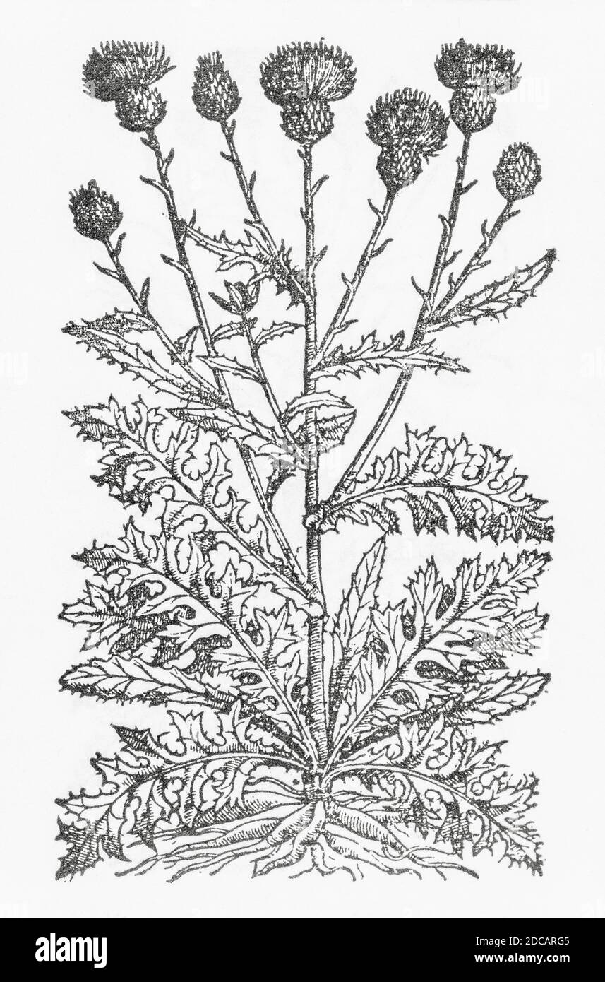Tuberous Thistle / Cirsium tuberosum woodcut from Gerarde's Herball, History of Plants. He refers to it as 'Knobbed Knapweed' / Jacea tuberosa. P589 Stock Photo