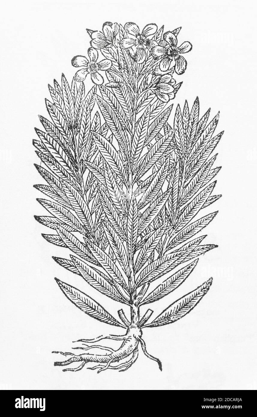 Rose Bay Oleander / Nerium oleander plant woodcut from Gerarde's Herball, History of Plants. Gerard refers to it as 'Rose Baie'. P1220 Stock Photo