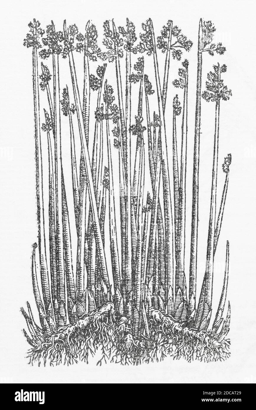 Bull-Rush / Schoenoplectus lacustris woodcut from Gerards Herball, History of Plants. Refers as Great Water Rush, or Bull Rush / Iuncus aquaticus. P31 Stock Photo