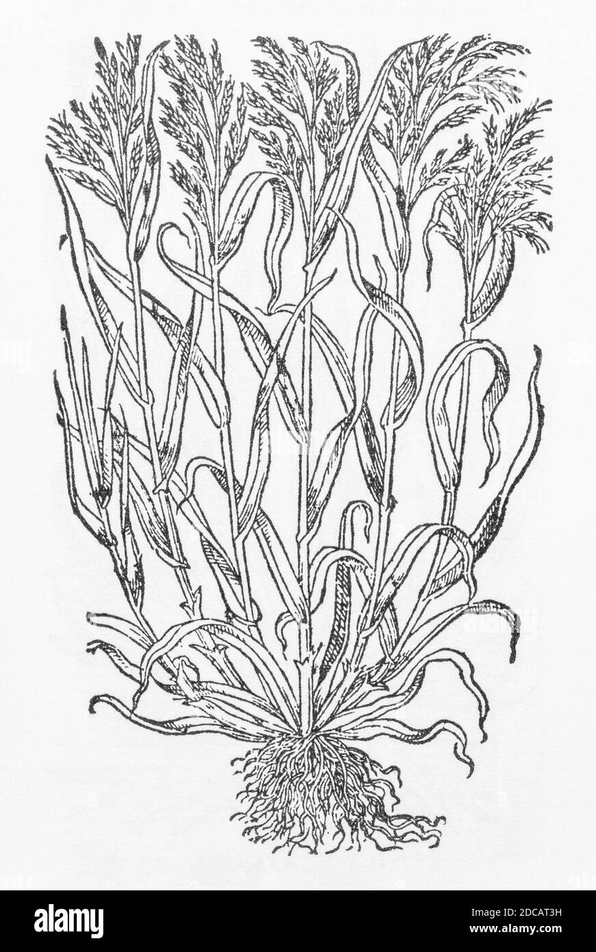 Brome Grass / Bromus plant woodcut from Gerarde's Herball, History of Plants. Gerard refers to it as 'Small wilde Otes' / Bromos altera. P69 Stock Photo