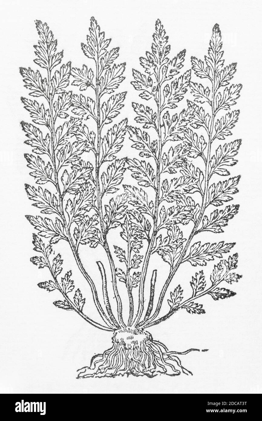Black Spleenwort / Asplenium adiantum-nigrum woodcut from Gerarde's Herball, History of Plants. Refers as 'The male blacke Ferne' / Onopteris mas P975 Stock Photo