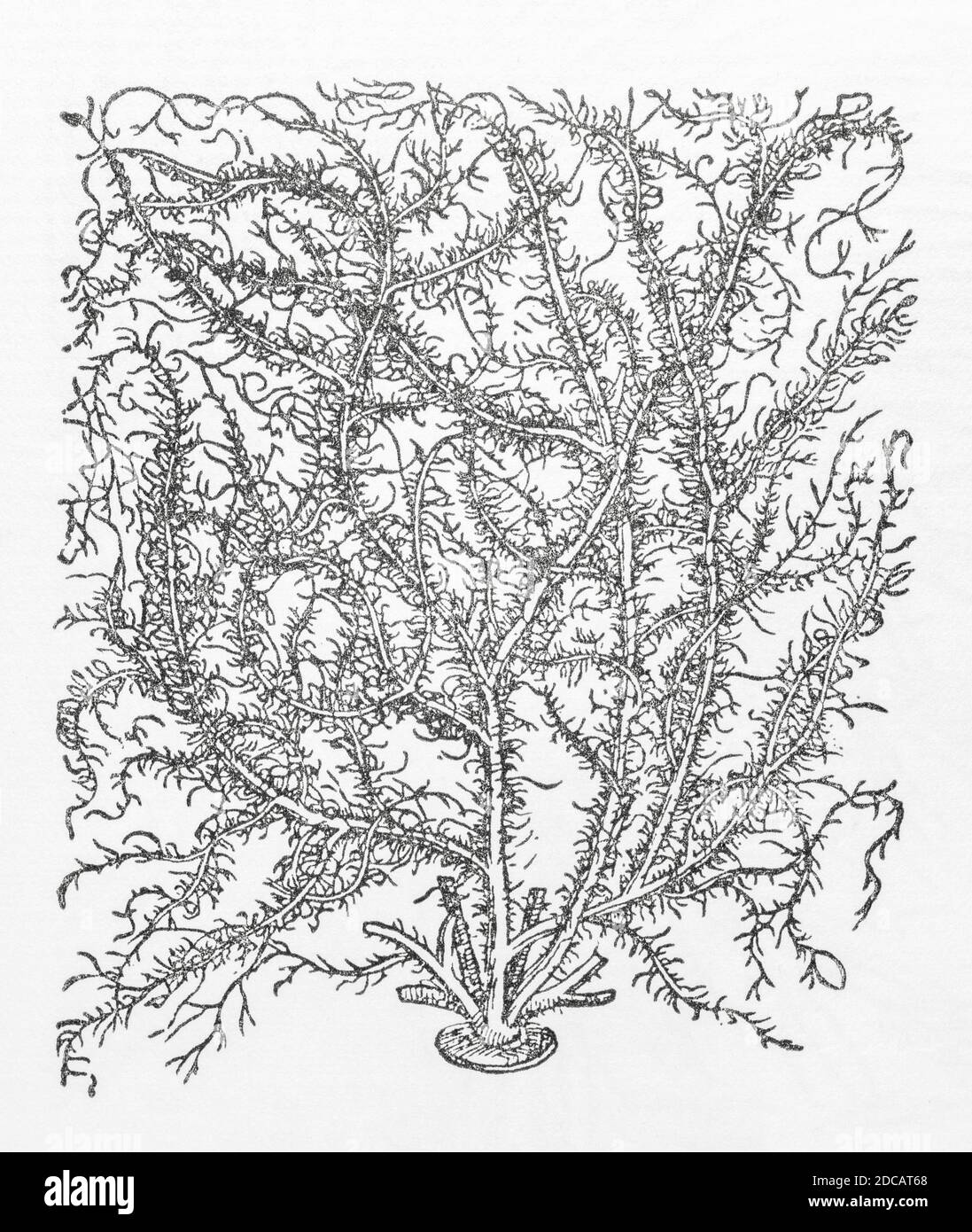 Lichen / Cupthong lichen woodcut from Gerarde's Herball, History of Plants. He refers to it as 'Branched Mosse' / Muscus ramosus. P1372 Stock Photo