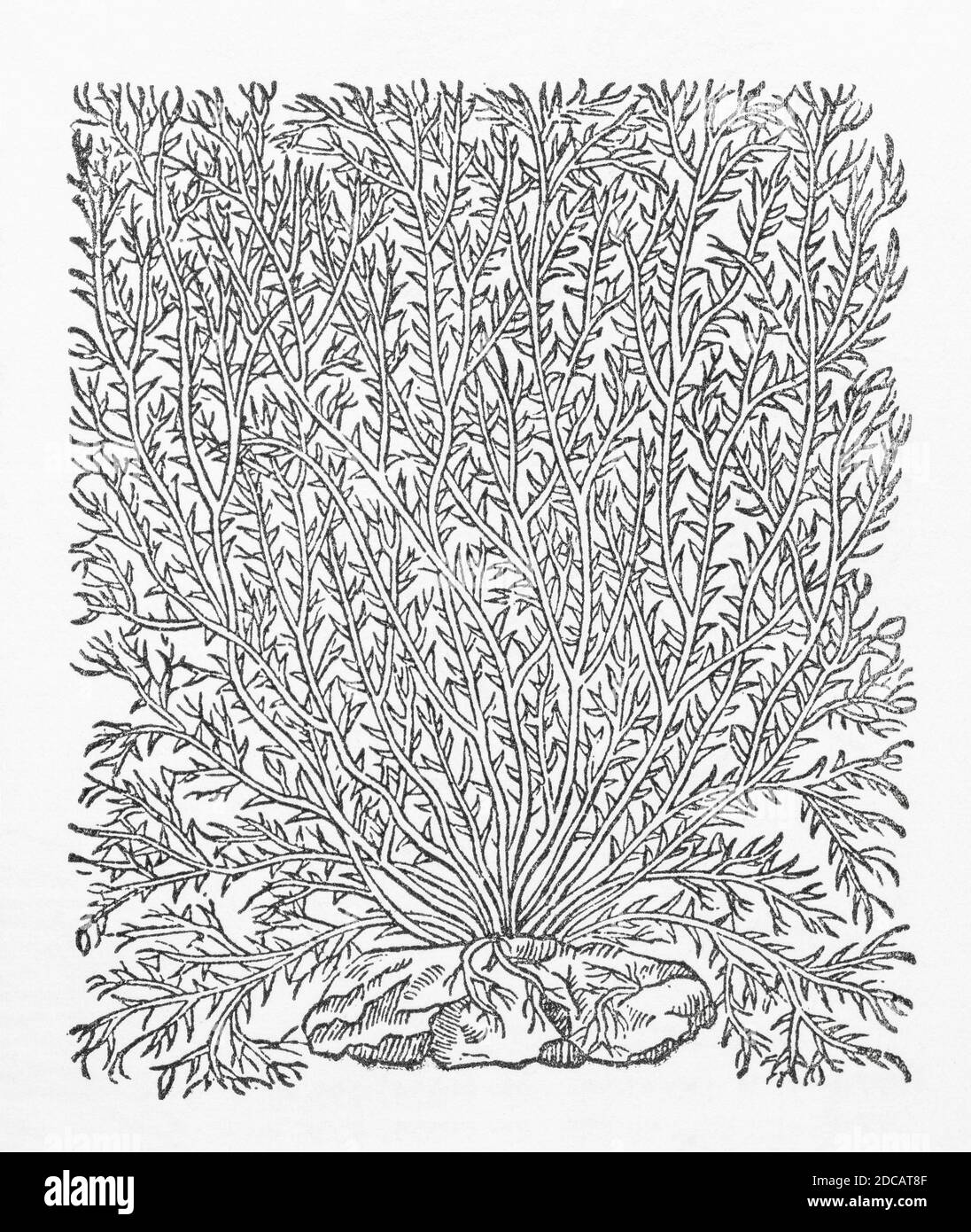White Coral woodcut from Gerarde's Herball, History of Plants. Refers to it as Muscus marinus or Sea Moss, Corallina alba. P1379 Stock Photo