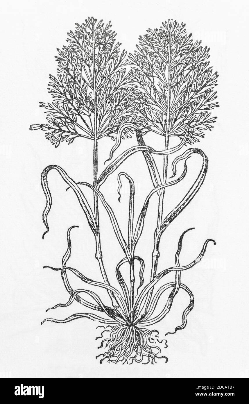 Turfy Hair-Grass / Deschampsia cespitosa woodcut from Gerarde's Herball, History of Plants. Refers as 'Corne grasse' / Gramen segetale. P5 Stock Photo