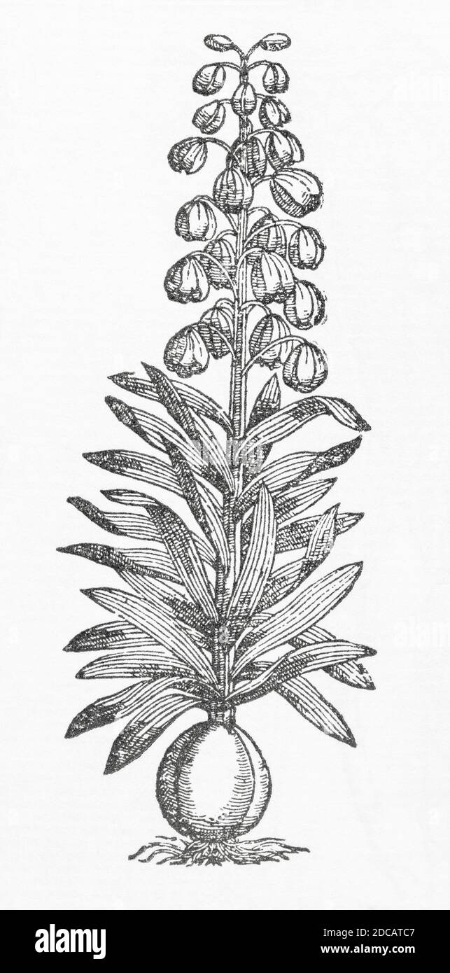 Persian Lily / Fritillaria persica woodcut from Gerarde's Herball, History of Plants. Refers to it as 'The Persian Lillie' / Lilium persicum. P152 Stock Photo