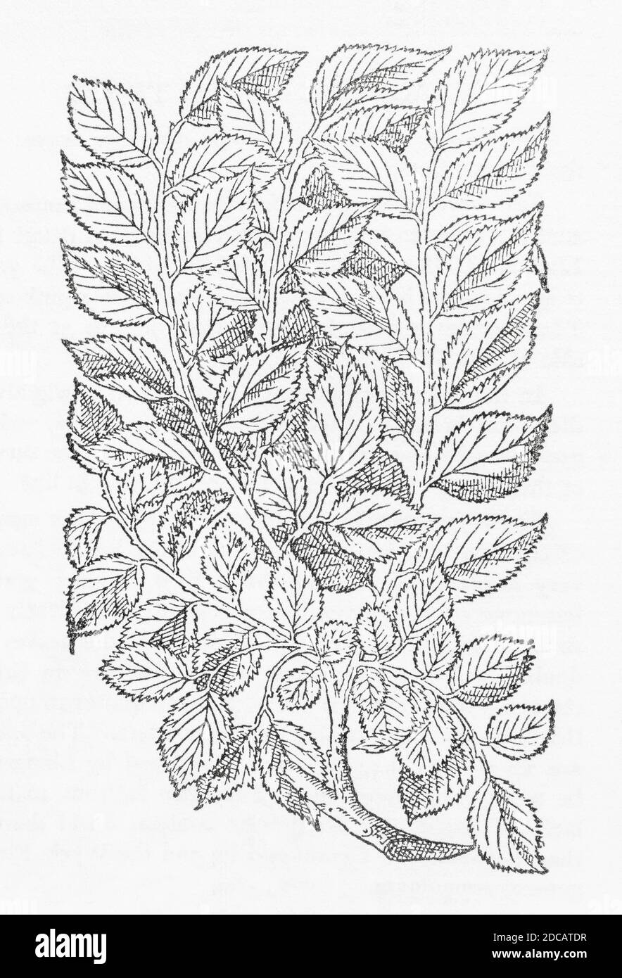 Elm / Ulmus glabra woodcut from Gerarde's Herball, History of Plants. He refers to it as 'The Elme with broad leaves' / Ulmus latifolia. P1297 Stock Photo