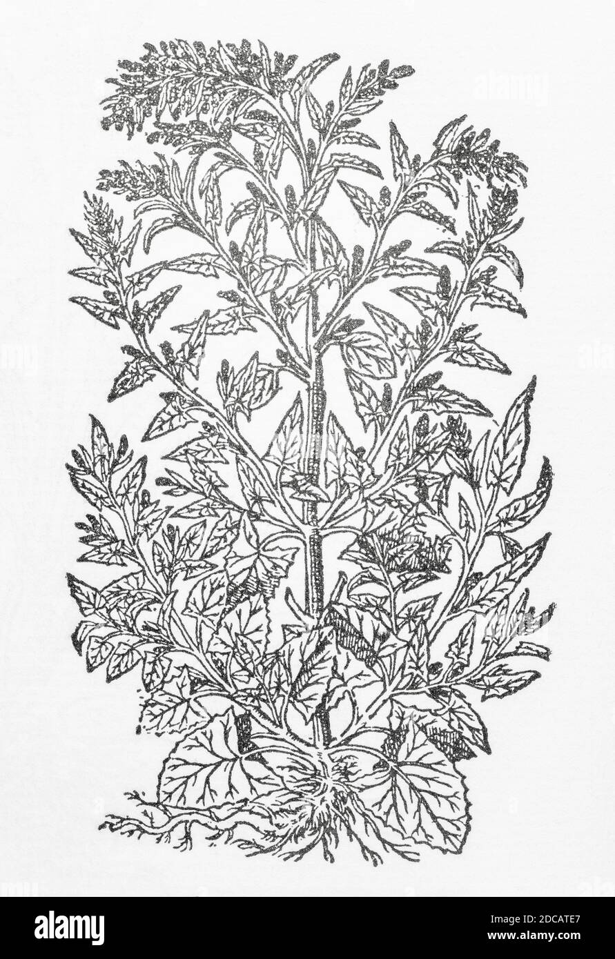 Garden Orache / Atriplex hortensis woodcut from Gerarde's Herball, History of Plants. Refers as 'White Orach' / Atriplex sativa alba. P256 Stock Photo