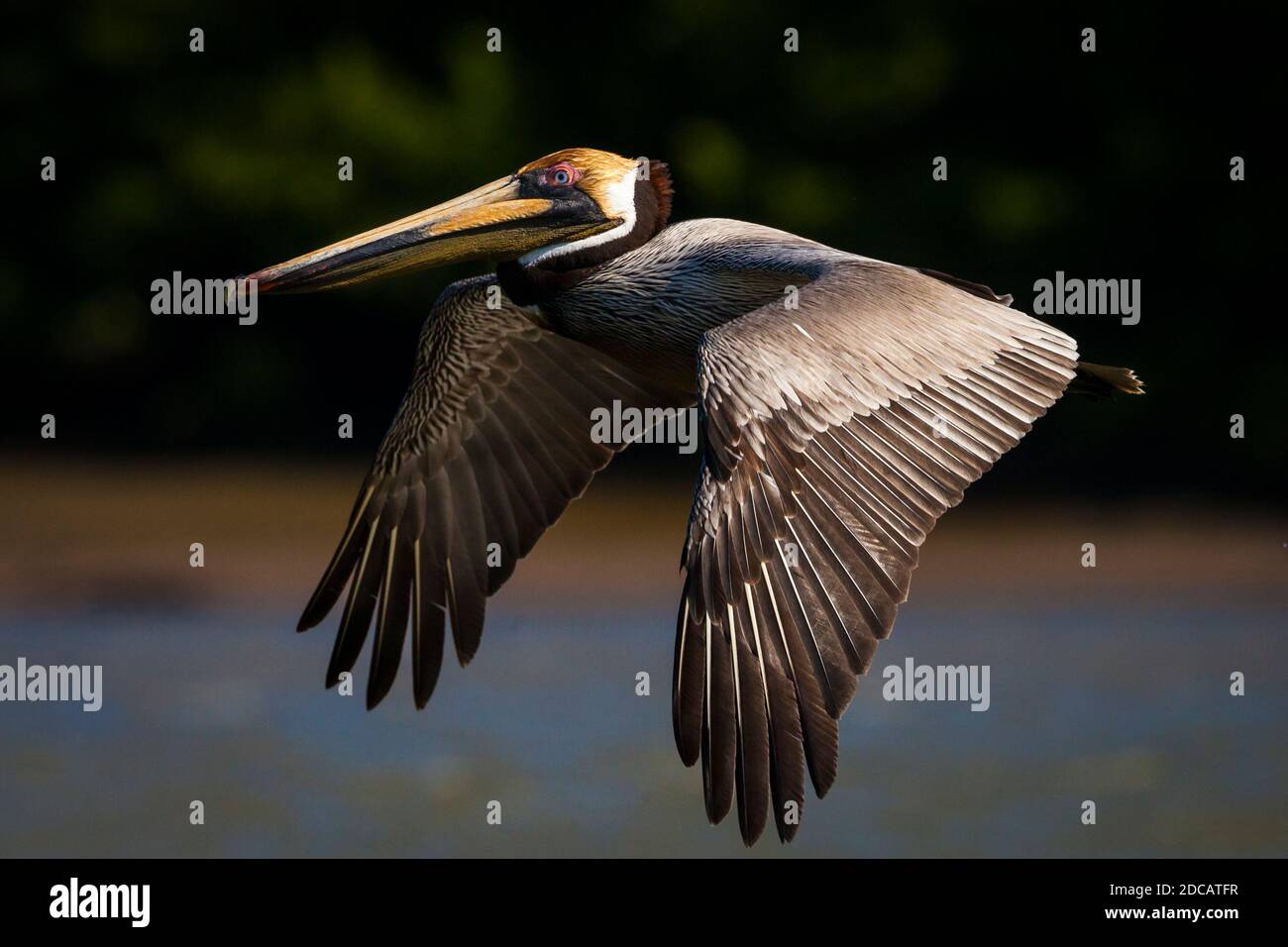 Brown Pelican, Pelecanus occidentalis, at the outlet of Rio Grande, Pacific coast, Cocle province, Republic of Panama. Stock Photo