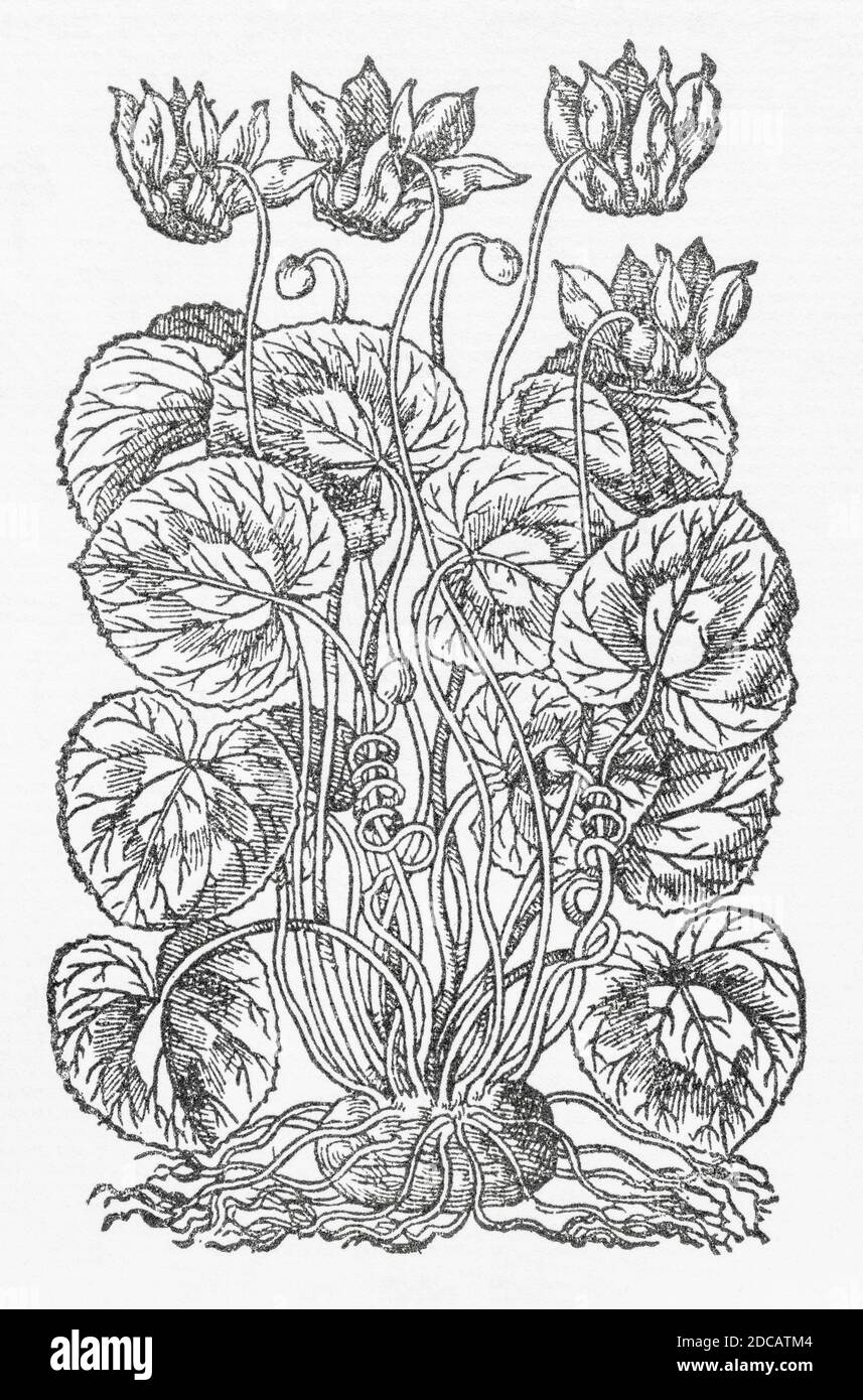 Cyclamen / Cyclamen europaeum woodcut from Gerarde's Herball, History of Plants. Refers as 'Round Sowbread' / Cyclamen orbiculato folio. P694 Stock Photo
