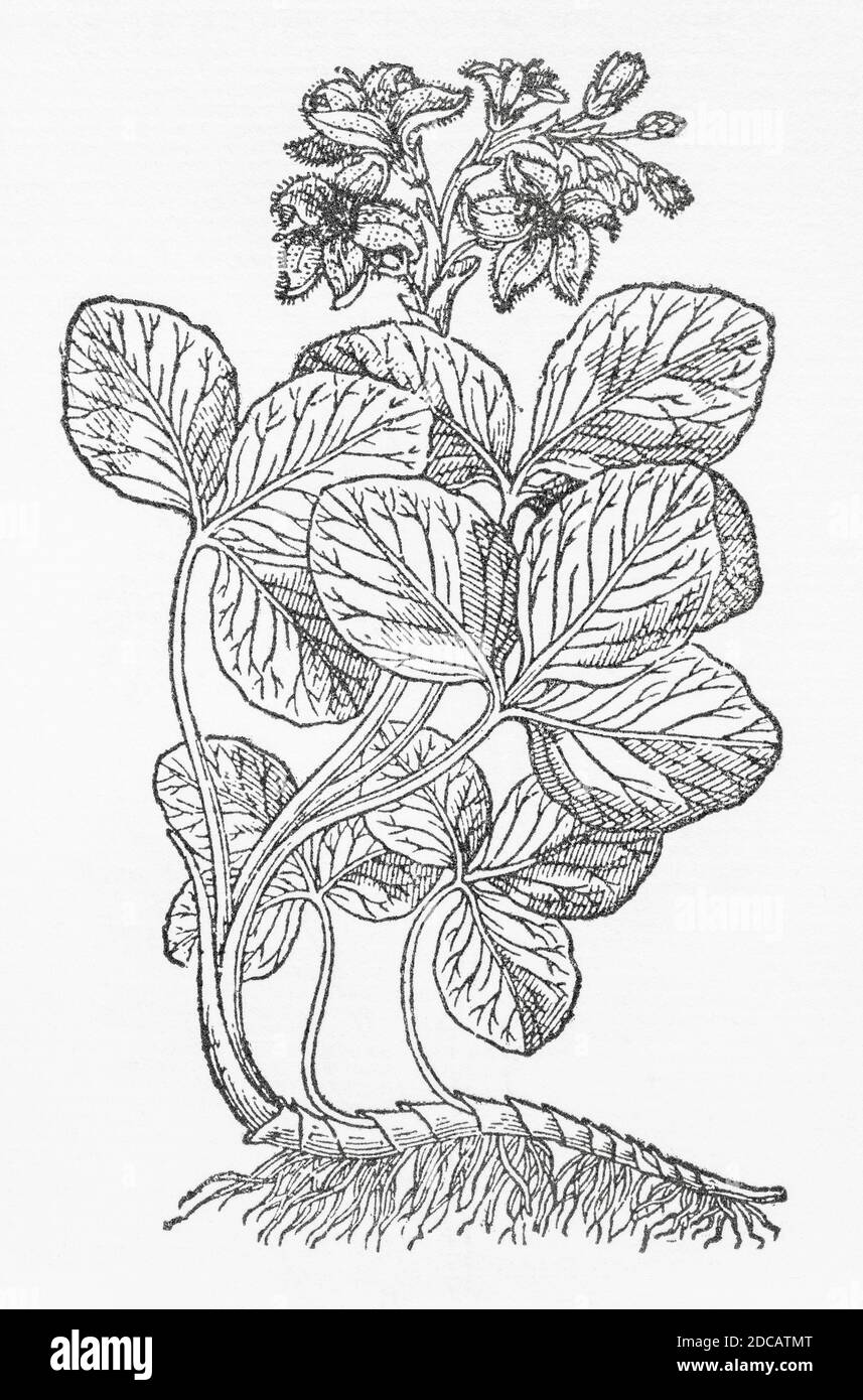 Bog-Bean / Menyanthes trifoliata woodcut from Gerarde's Herball, History of Plants. Refers as Great Marsh Trefoile / Trifolium paludosum maius. P1024 Stock Photo