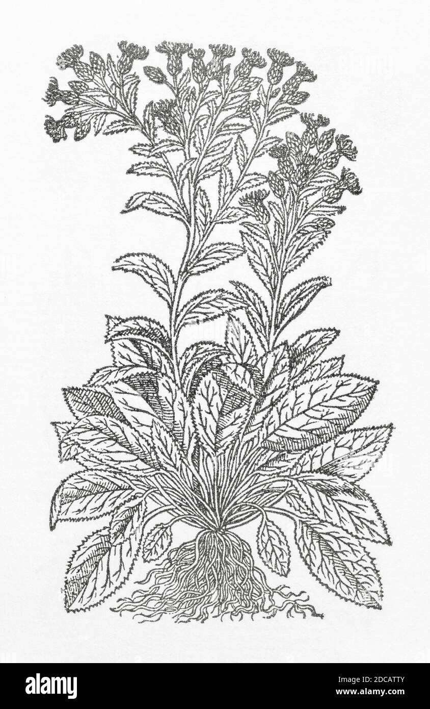 Purple Saw-Wort / Serratula tinctoria woodcut from Gerarde's Herball, History of Plants. Refers as 'Purple Sawewoort' / Serratula purpurea. P576 Stock Photo