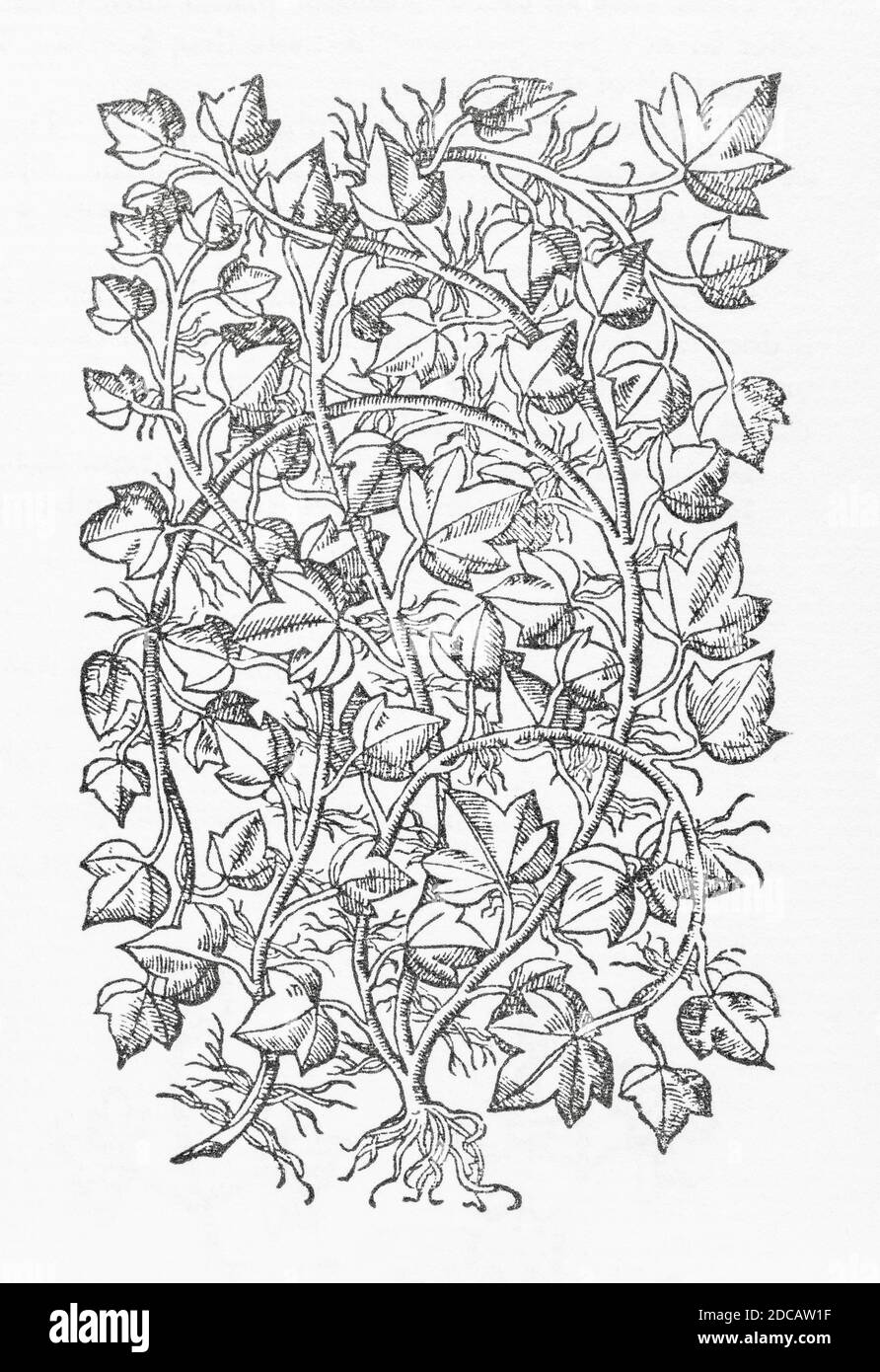 Ivy / Hedera helix plant woodcut from Gerarde's Herball, History of Plants. He refers to it as 'Climing or berried Ivie' / Hedera corymbosa. P708 Stock Photo