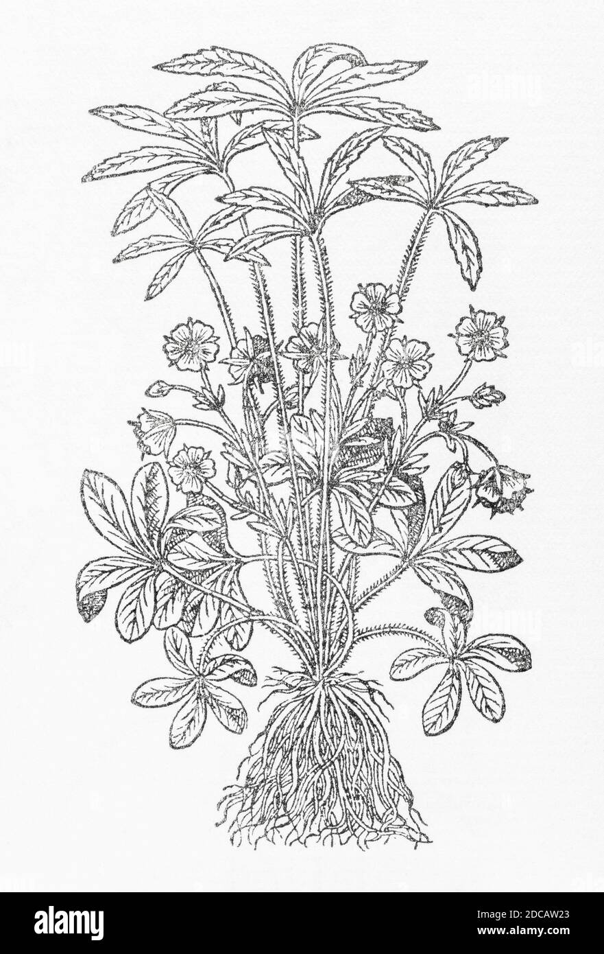 White Cinquefoil / Potentilla alba woodcut from Gerarde's Herball, History of Plants. Refers as 'Wood Cinkfoile' / Quinquefolium sylvaticum. P839 Stock Photo