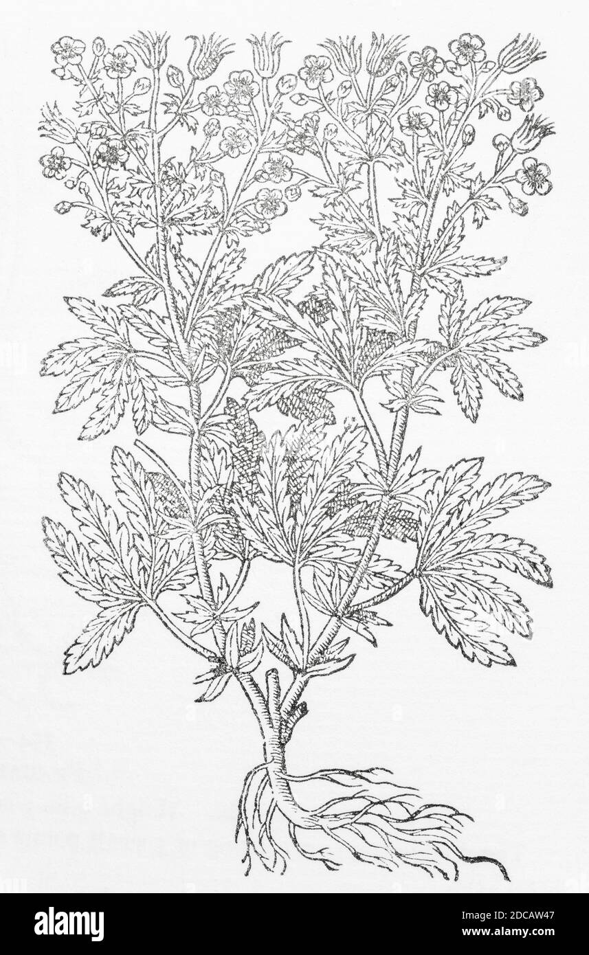 Purple Cinquefoil / Potentilla palustris woodcut from Gerarde's Herball, History of Plants. Refers as Purple Cinkfoile / Pentaphyllum purpureum. P836 Stock Photo