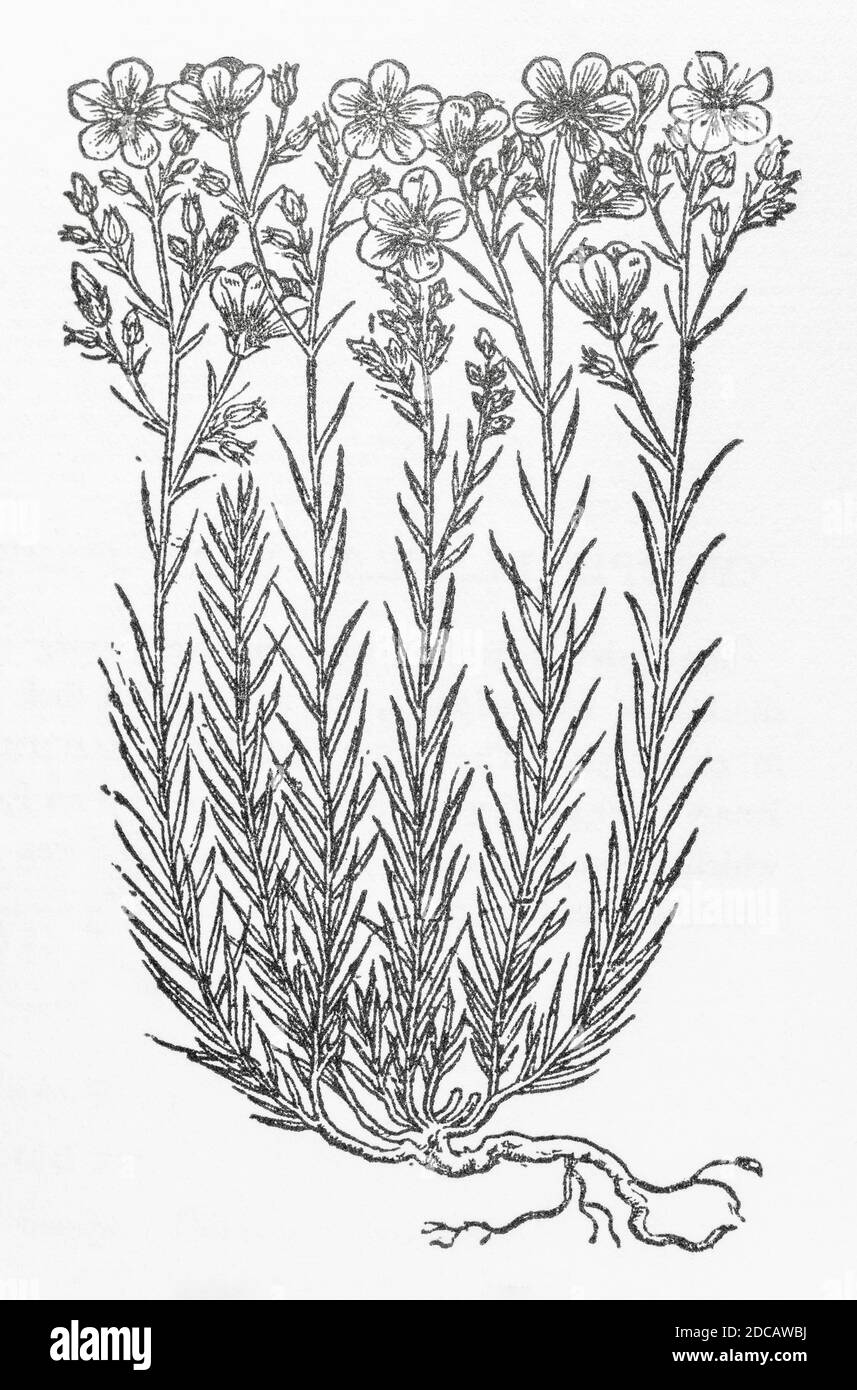 Thin-Leafed Wild Flax woodcut from Gerarde's Herball, History of Plants. He refers it as 'Thin leafed wilde flaxe' / Linum sylvestre tenuifolium. P447 Stock Photo