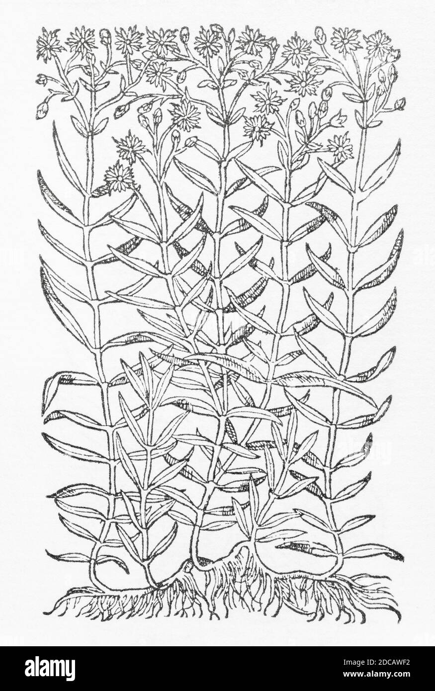 Stitchwort / Stellaria holostea plant woodcut from Gerarde's Herball, History of Plants. He refers to it as 'Stitchwoort' / Gramen Leucanthemum. P43 Stock Photo