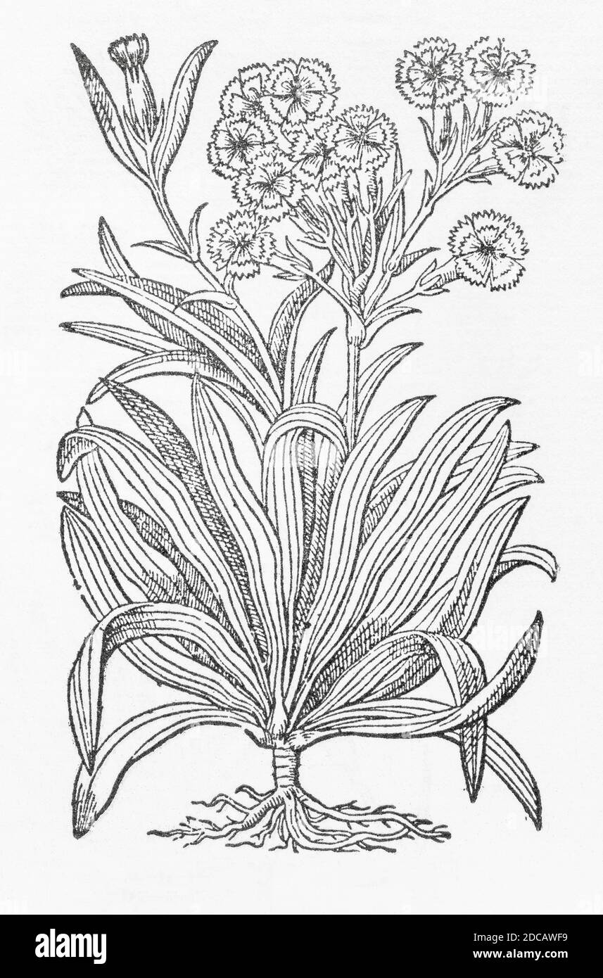 Sweet William / Dianthus barbatus woodcut from Gerarde's Herball