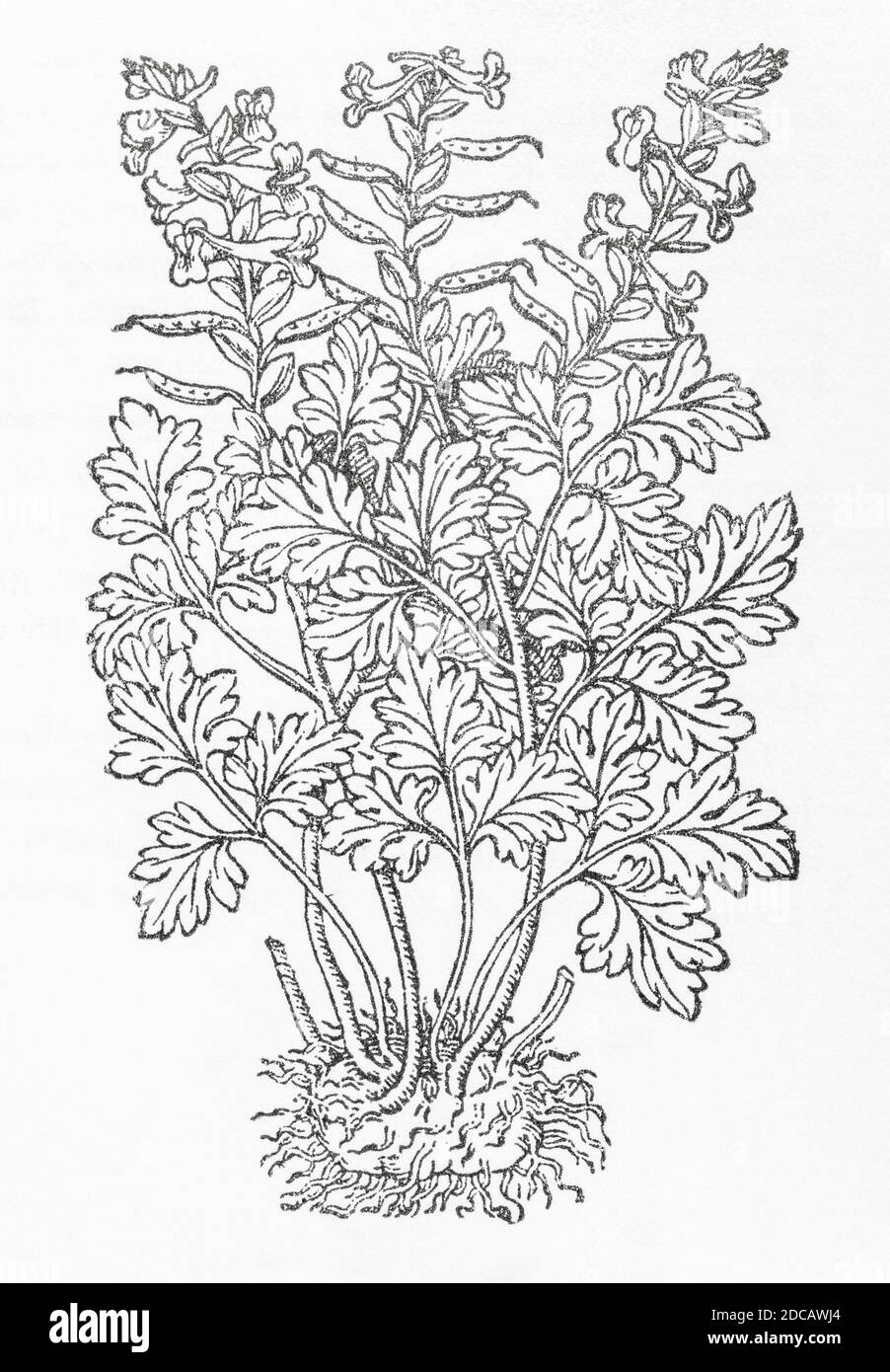 Hollow Root / Corydalis cava woodcut from Gerarde's Herball, History of Plants. Gerard refers to it as 'Small purple Hollow roote'. P931 Stock Photo