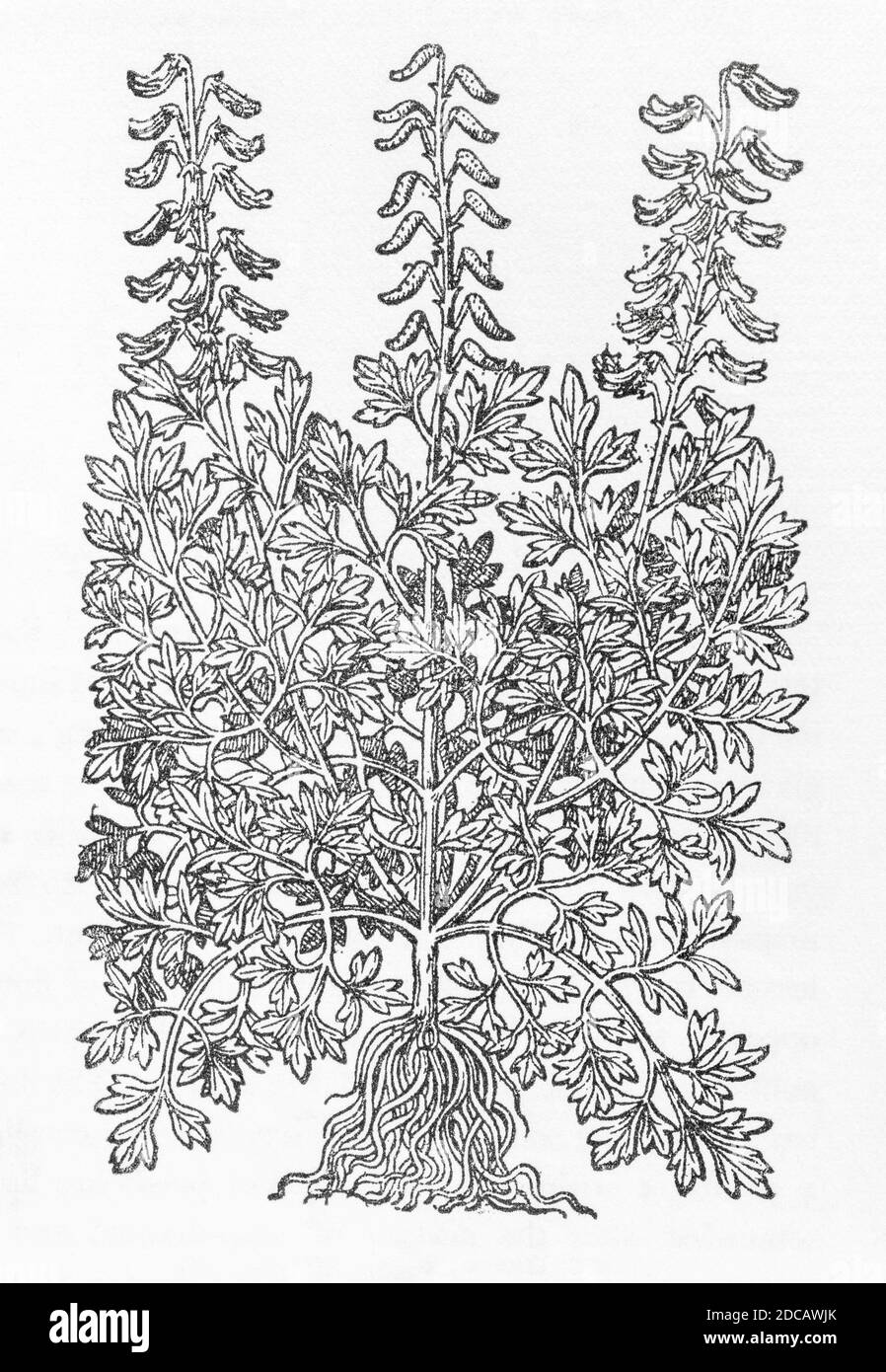 Ramping Fumitory / Fumaria capreolata woodcut from Gerarde's Herball, History of Plants. He refers to it as 'Yellow Fumitorie' / Fumaria lutea. P928 Stock Photo
