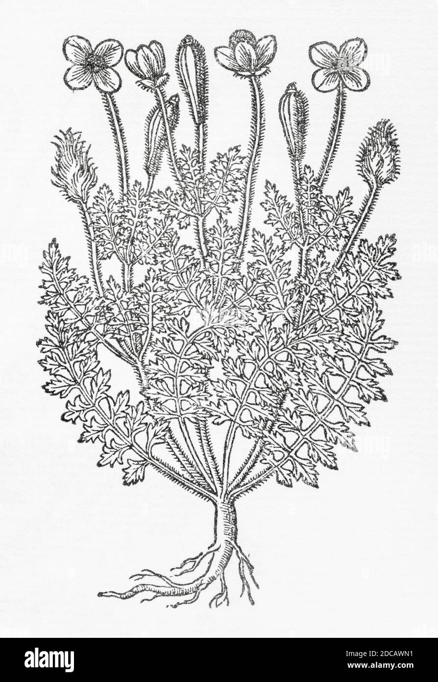 Prickly-Headed Poppy / Papaver argemone woodcut from Gerarde's Herball, History of Plants. He refers it as belonging to 'bastard wilde poppies'. P300 Stock Photo