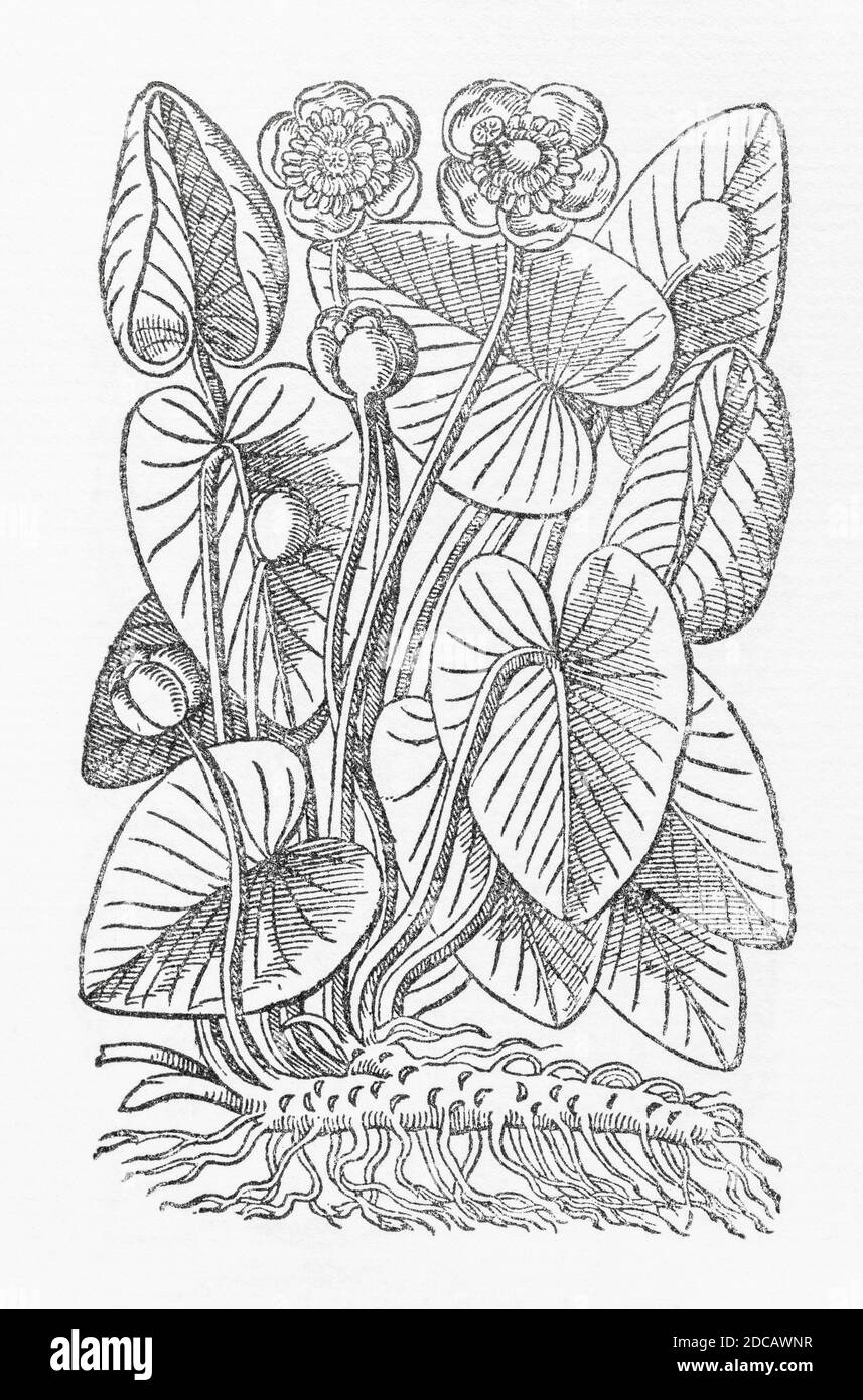 Yellow Water-Lily / Nuphar luteum plant woodcut from Gerarde's Herball, History of Plants. Gerard refers to it as. P672 Stock Photo