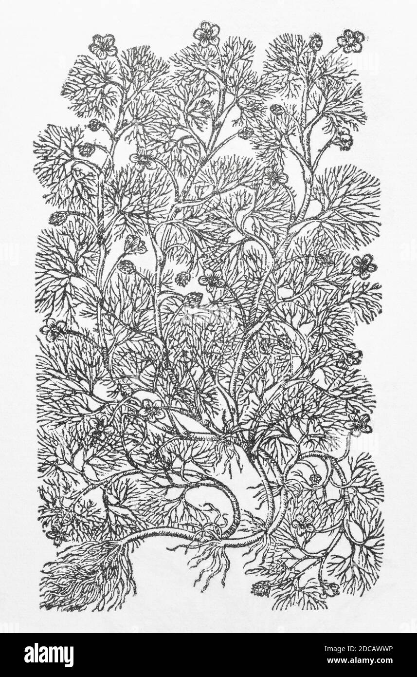 Water Crowfoot / Ranunculus aquatilis woodcut from Gerarde's Herball, History of Plants. He refers to it as 'Water Mifoil' / Ranunculi aquatici. P679. Stock Photo