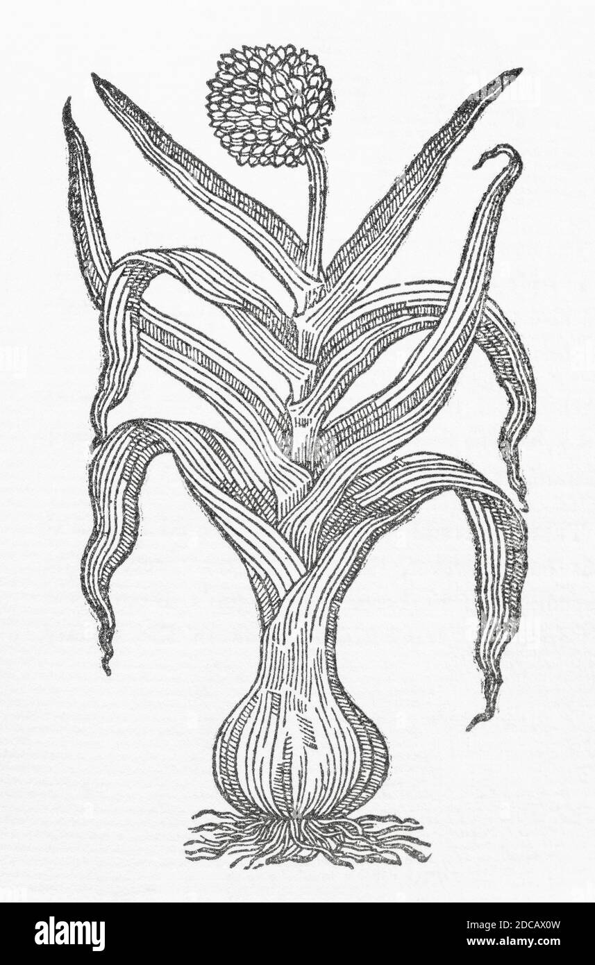 Great Mountain Garlic / Allium plant woodcut from Gerarde's Herball, History of Plants. He refers it as 'Great mountaine Garlick' / Scorodoprasum P142 Stock Photo
