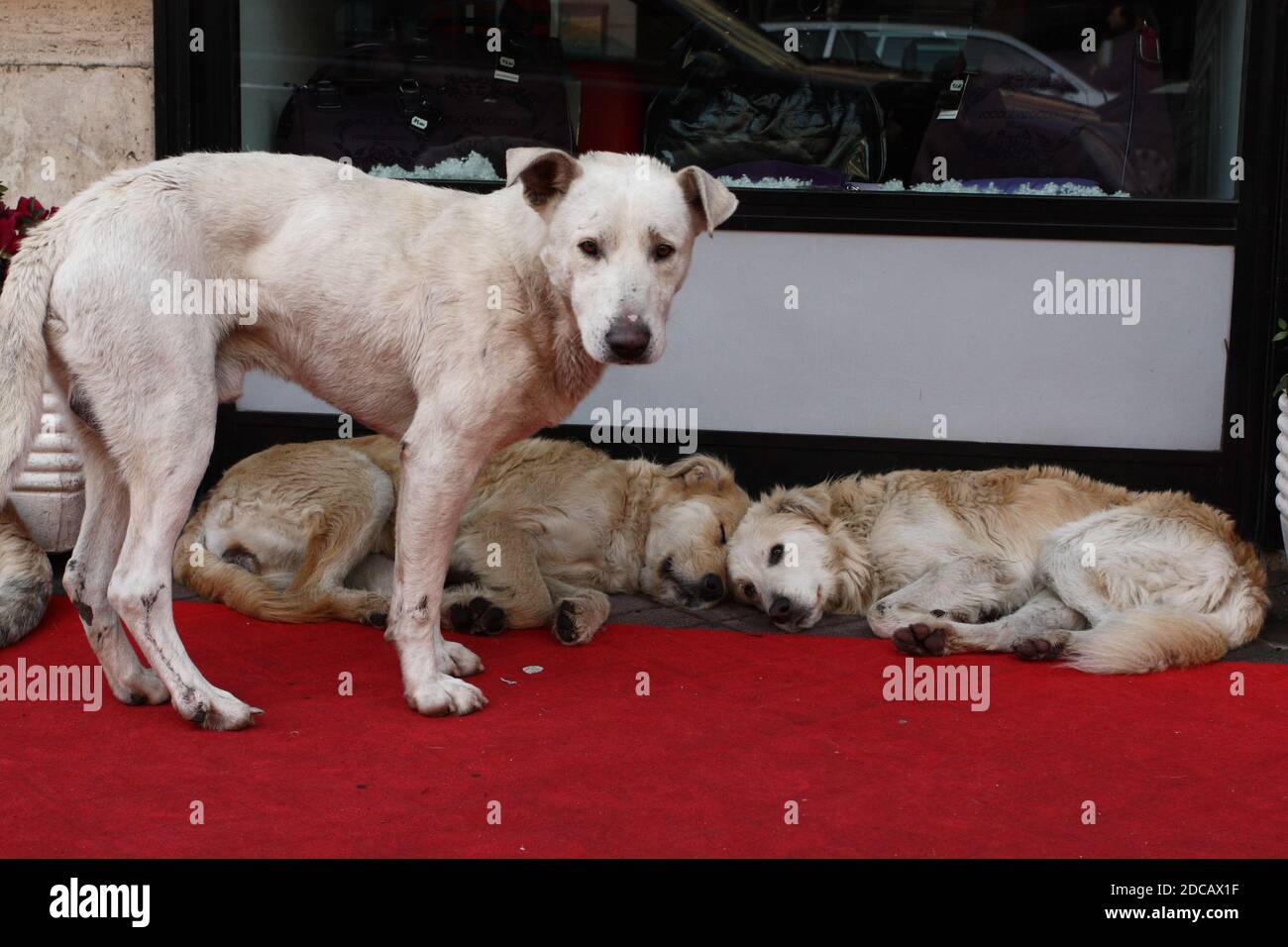stray dogs in the street in front of the shop windows Stock Photo