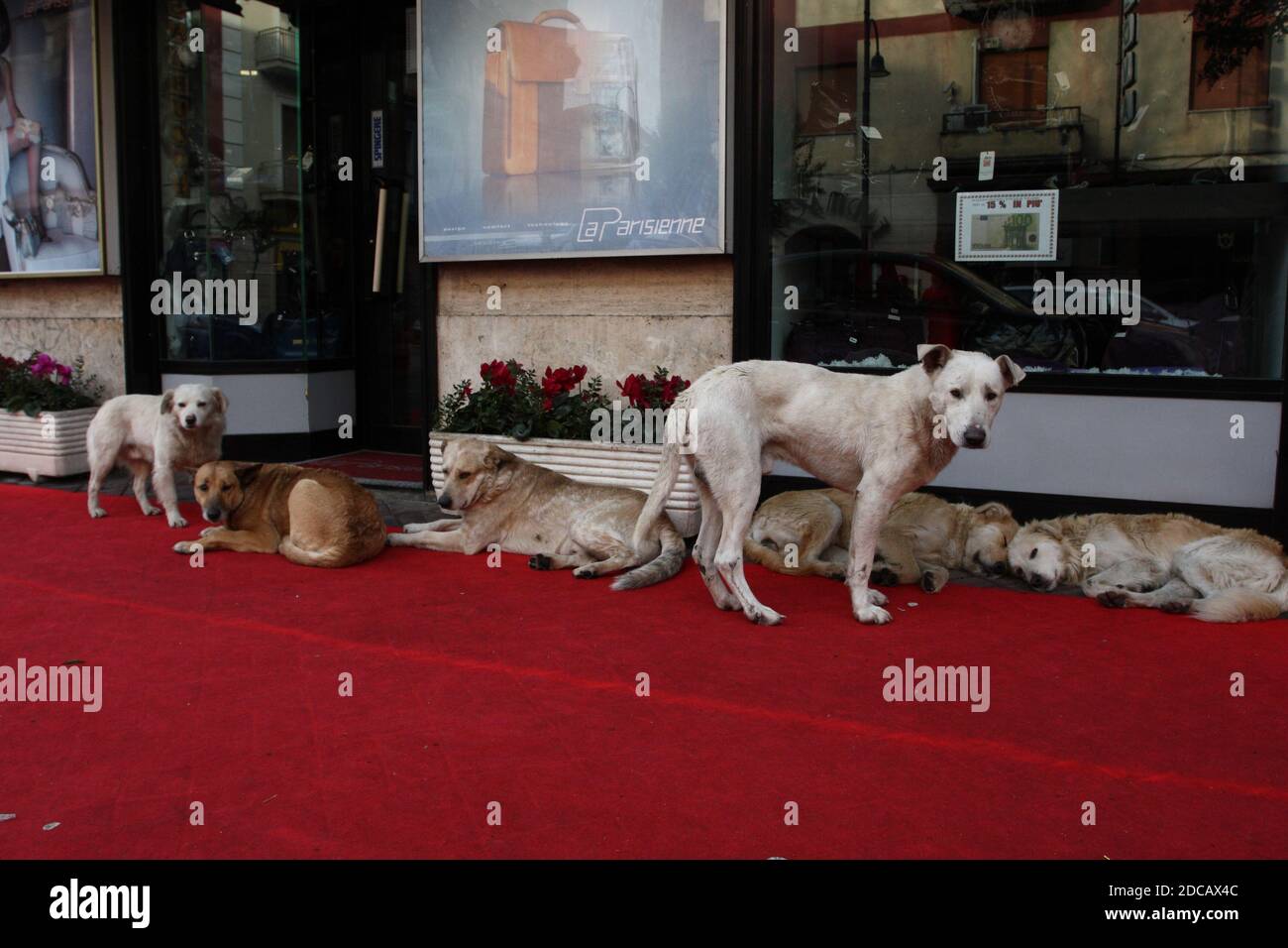 stray dogs in the street in front of the shop windows Stock Photo