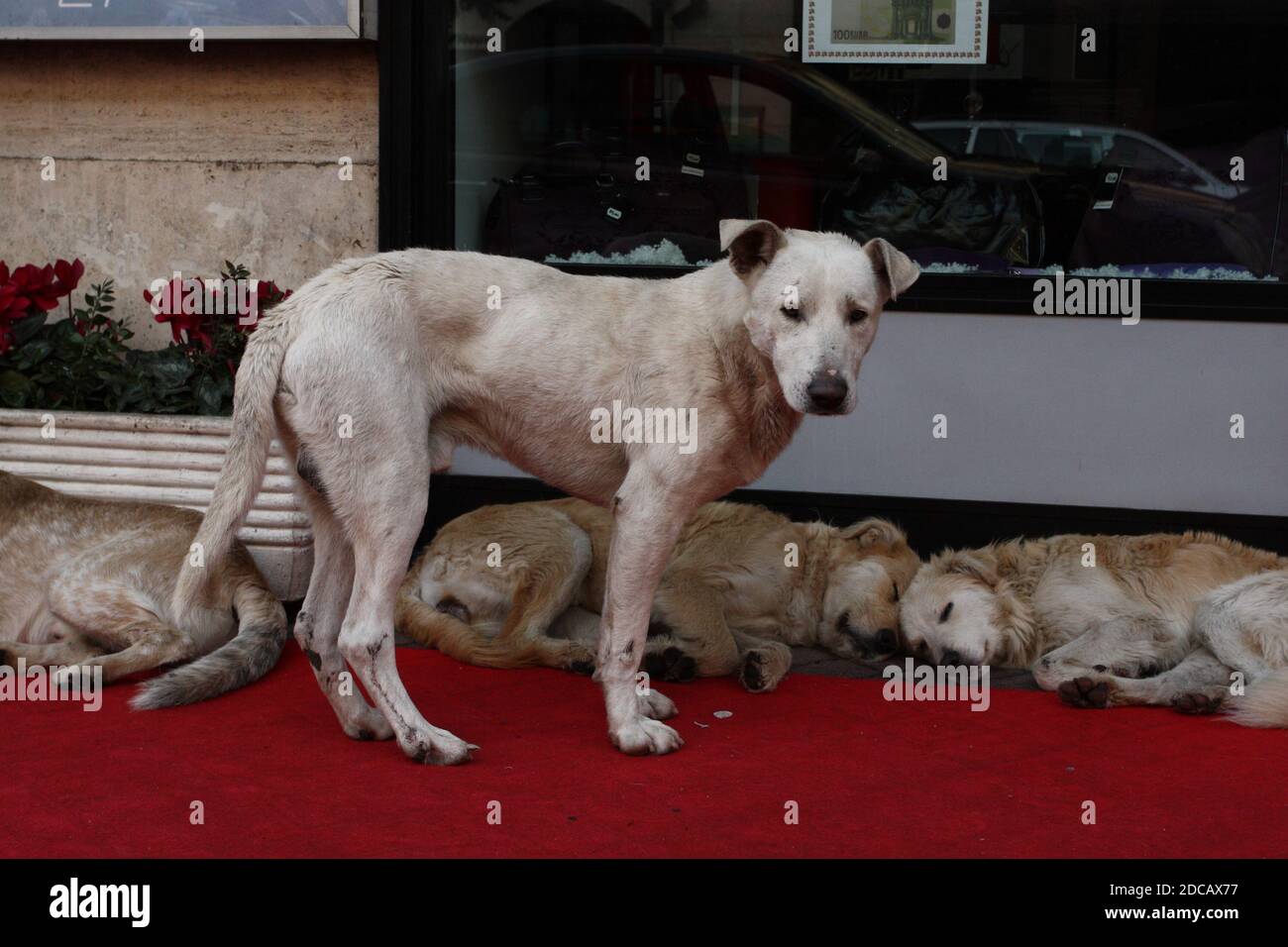 stray dogs in the street in front of the shop windows Stock Photo