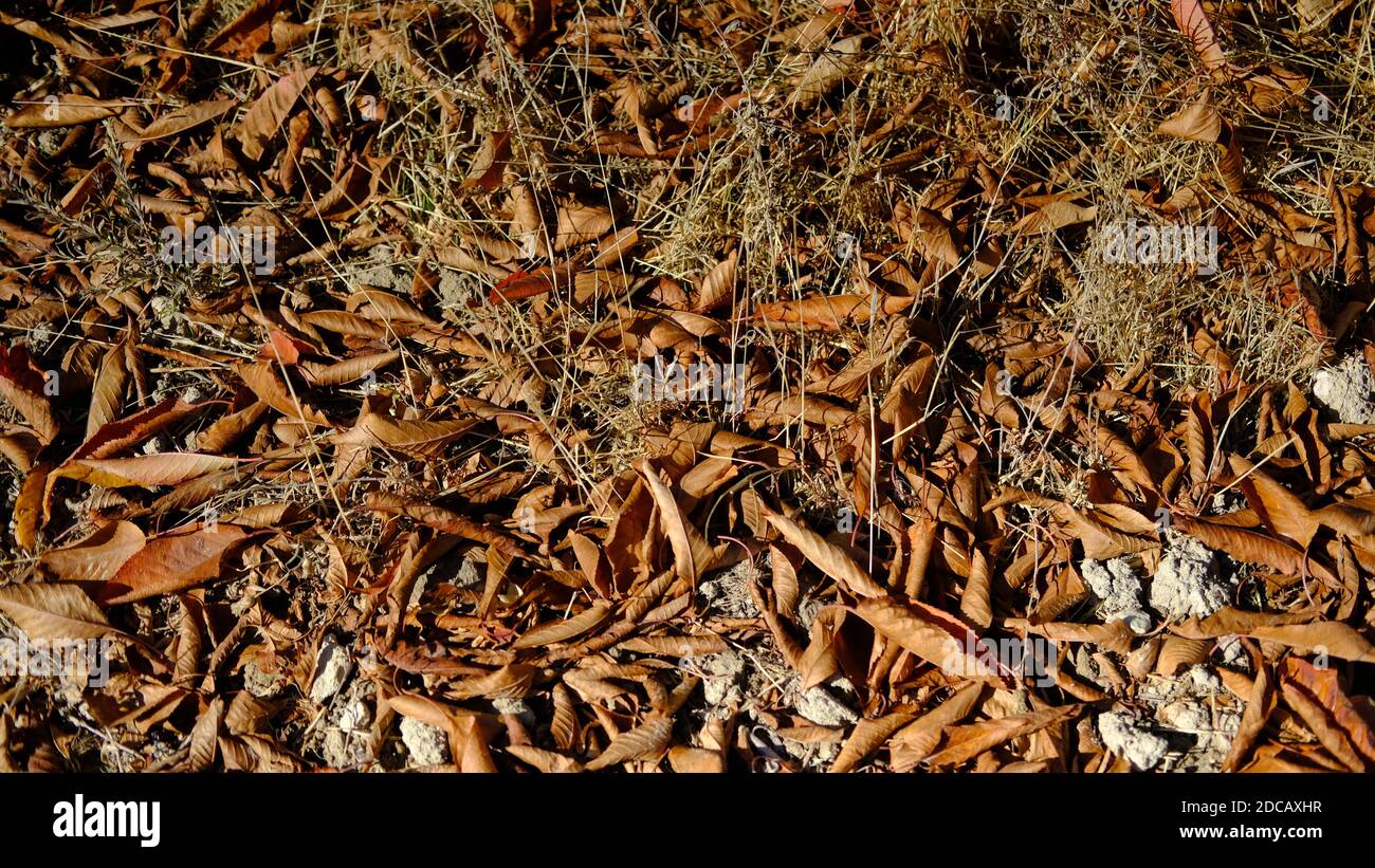 A high angle shot of fallen autumn leaves in the forest Stock Photo - Alamy