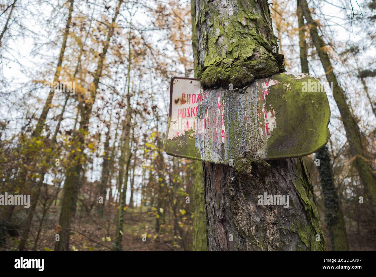 An old sign half-ingrown into a tree. Warning forest visiters about the ...