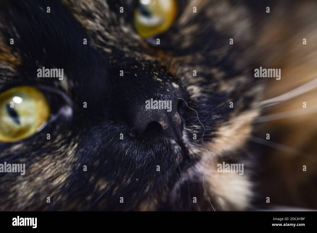 Face with hypnotic eyes hi-res stock photography and images - Alamy