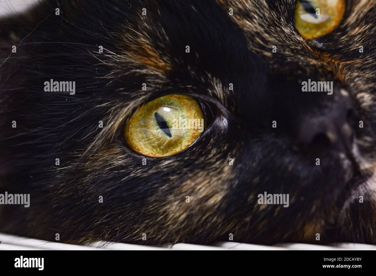 Face with hypnotic eyes hi-res stock photography and images - Alamy