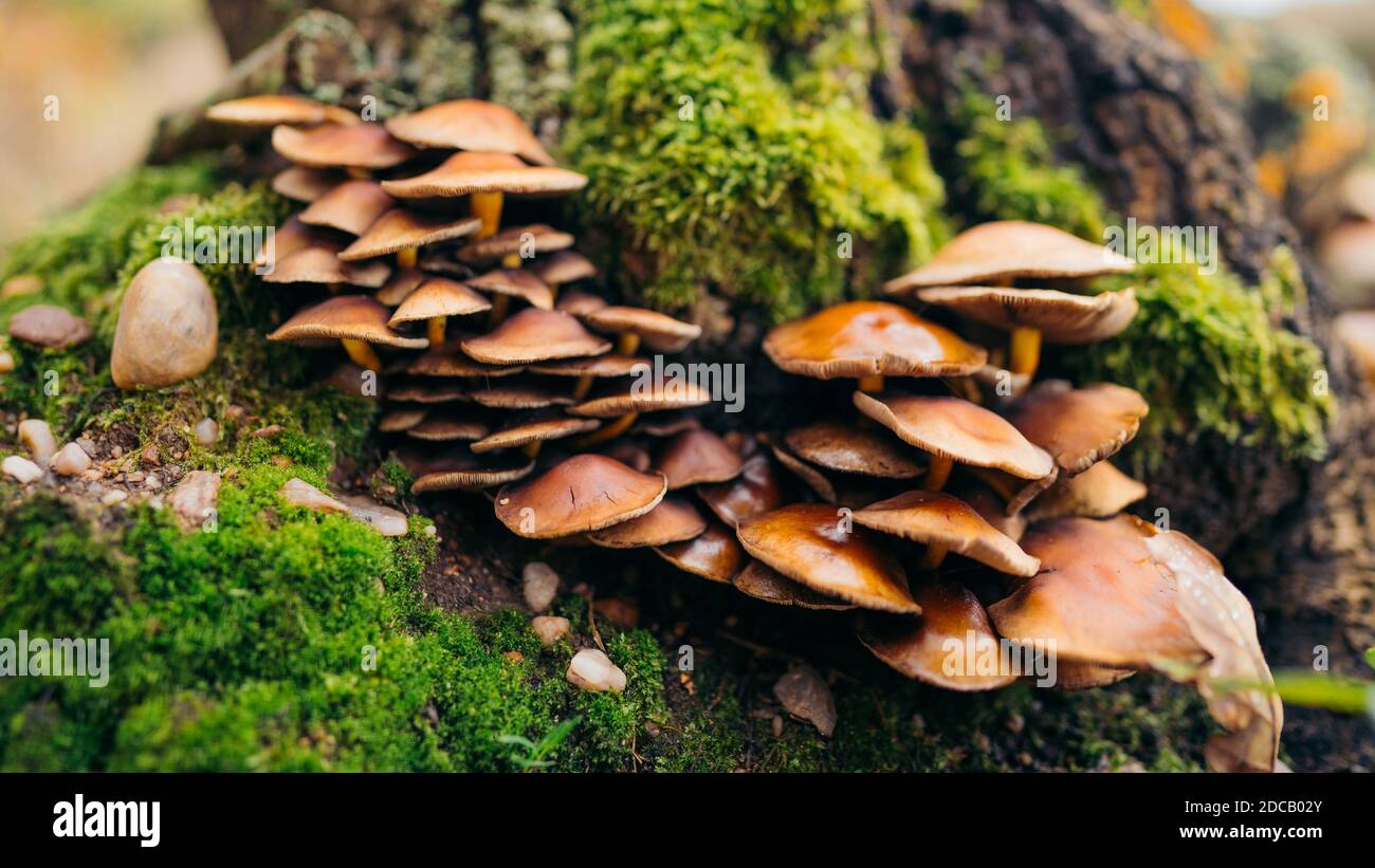 Oyster mushroom (Latin Pleurotus ostreatus) is a common edible ). Now