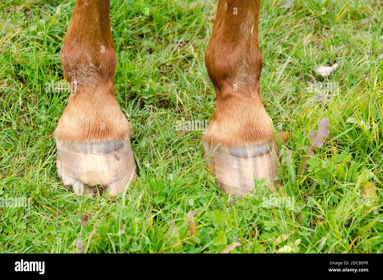 Closeup of horse hooves and legs of a domestic horse (Equus ferus