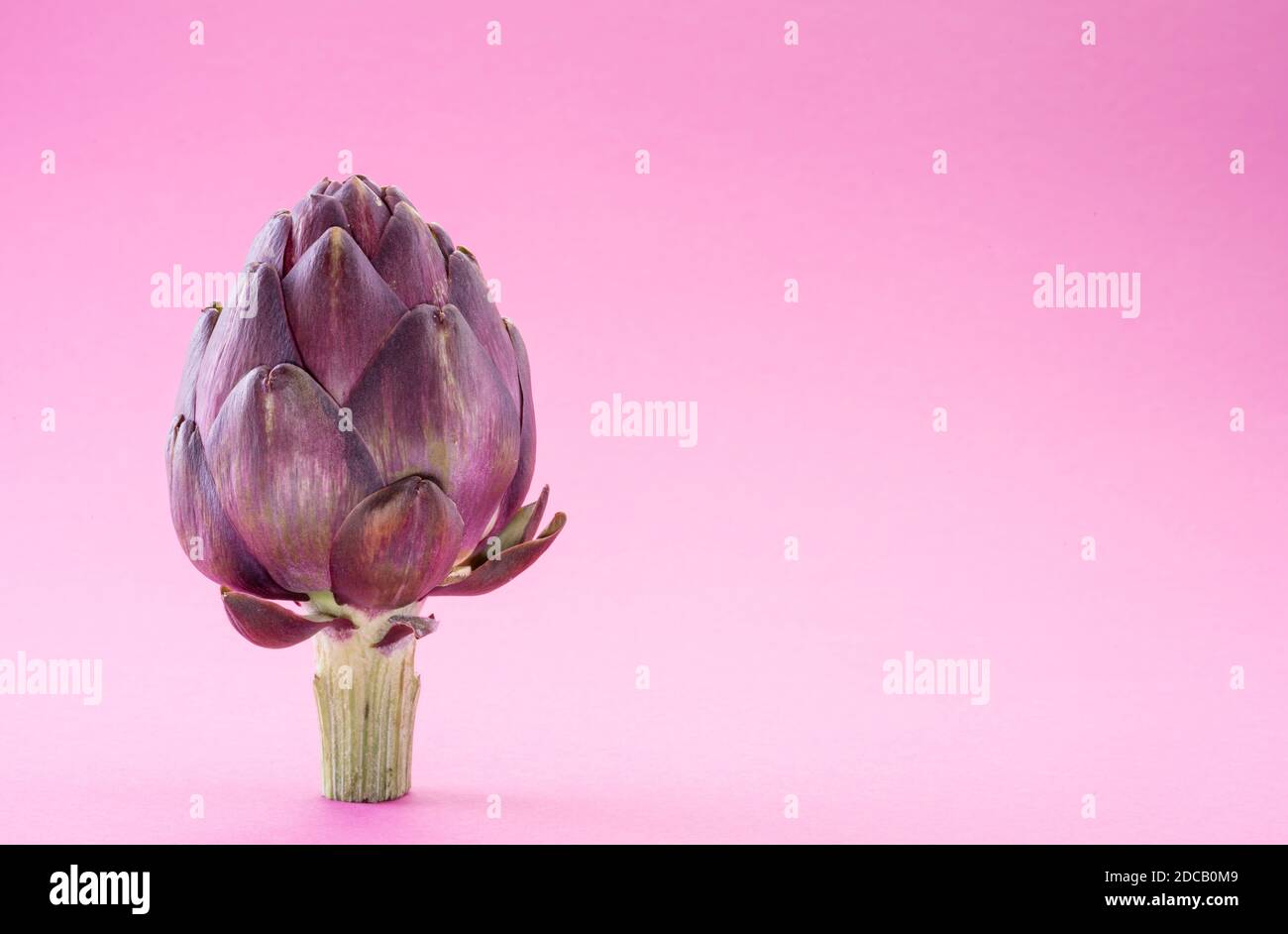 Artichoke flower, purple edible bud isolated on pink background. Stock Photo