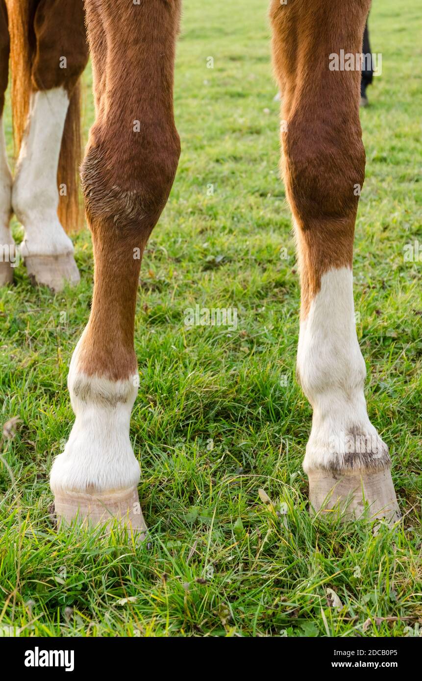 Closeup of horse hooves and legs of a domestic horse (Equus ferus