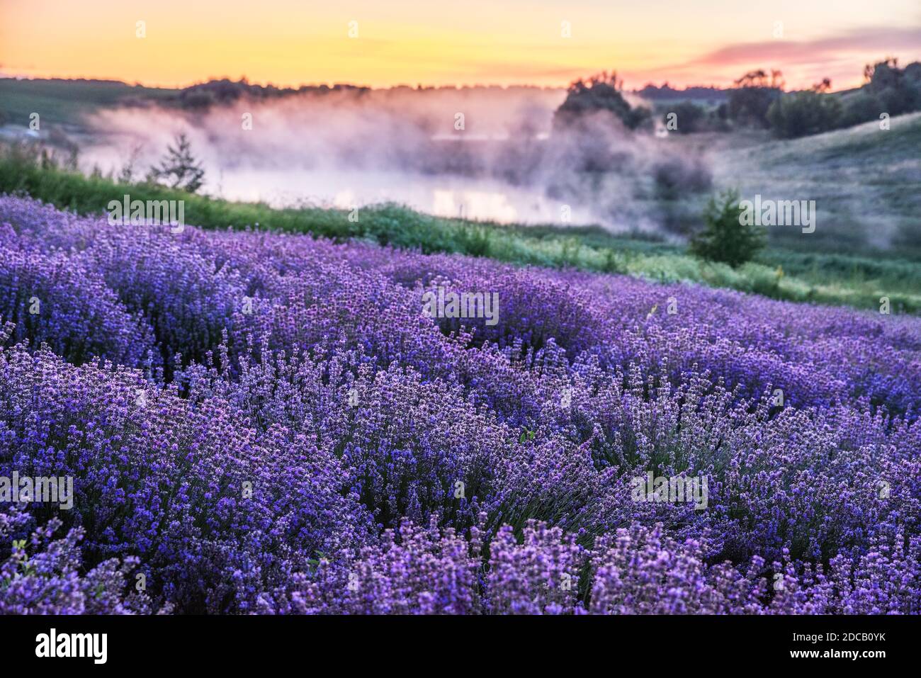 Lavender Mist High Resolution Stock Photography and Images - Alamy