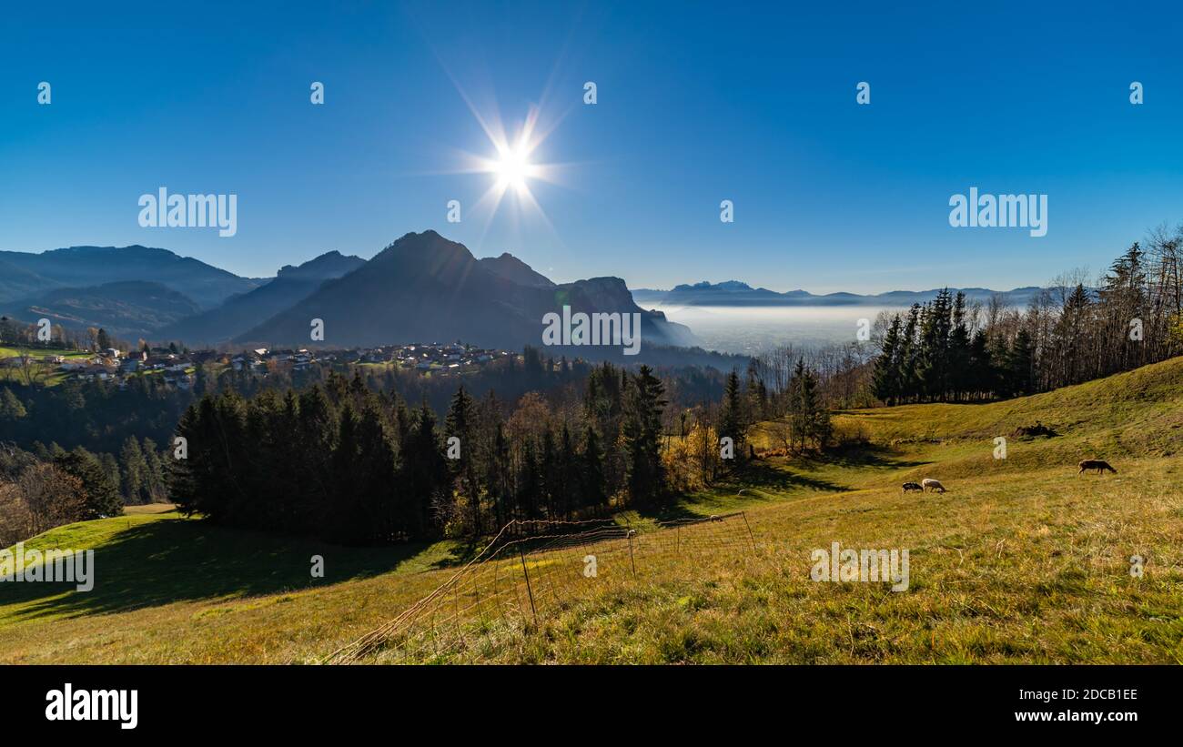 strahlender Sonnenschein über dem Rheintal. Säntis, Staufenspitze und Hohe Kugel ragen aus dem Nebelmeer. letzte Blume auf der Wiese am Waldrand. star Stock Photo