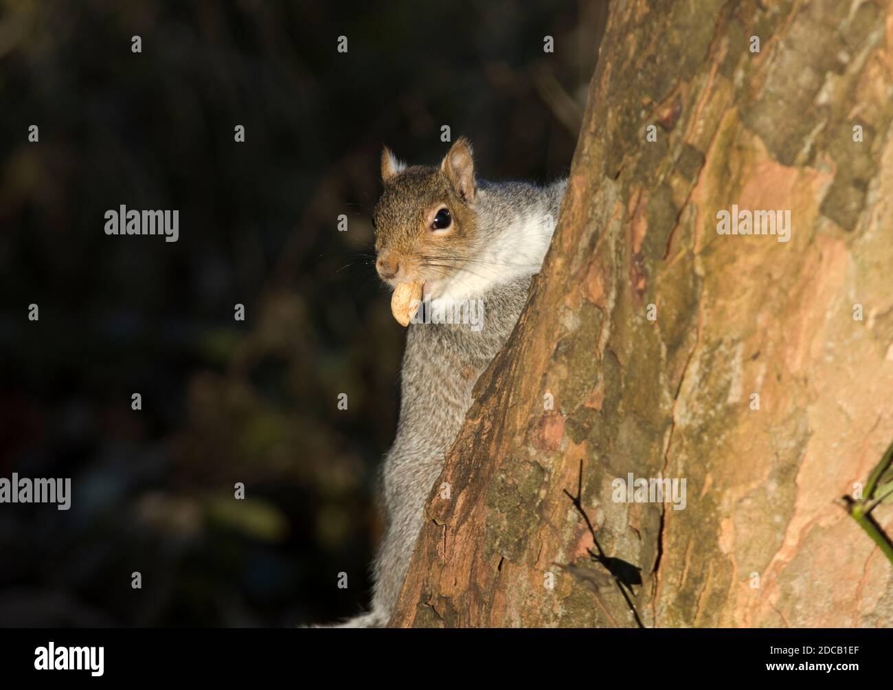 A Grey Squirrel carries off a nut to store in s safe place where it can