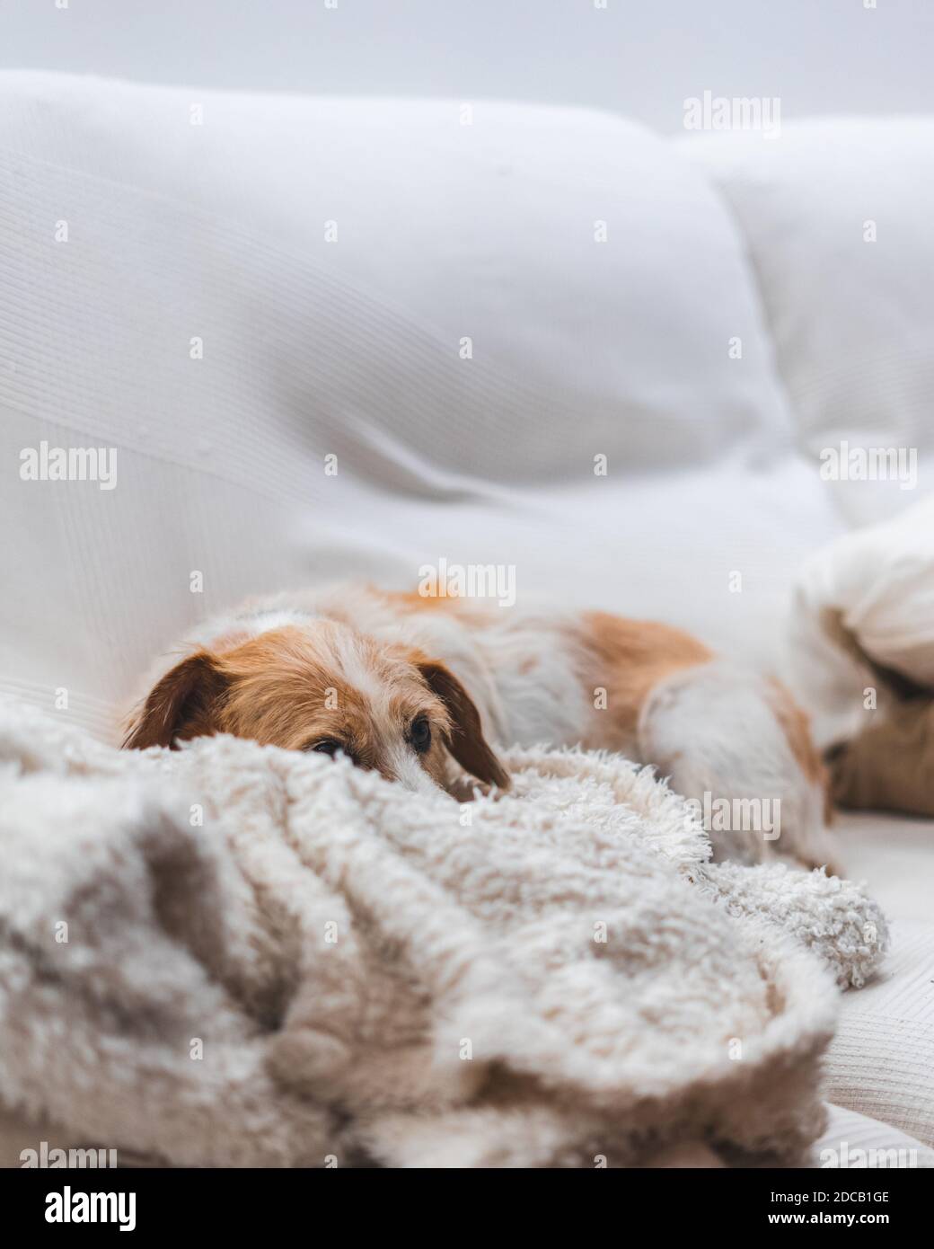 Older dog lying on the sofa with a blanket Stock Photo Alamy