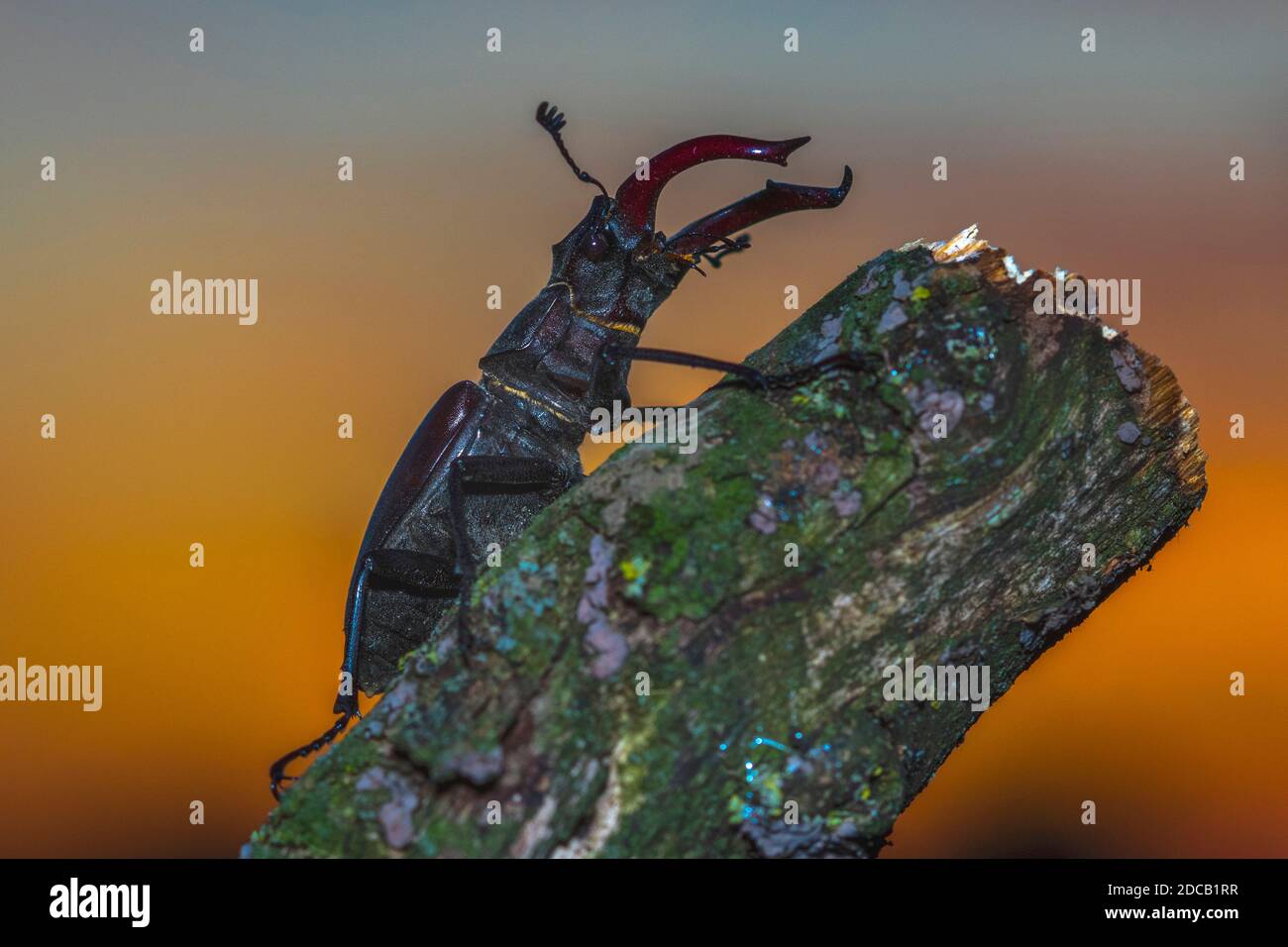 stag beetle, European stag beetle (Lucanus cervus), male at sunset, Germany, Baden-Wuerttemberg Stock Photo