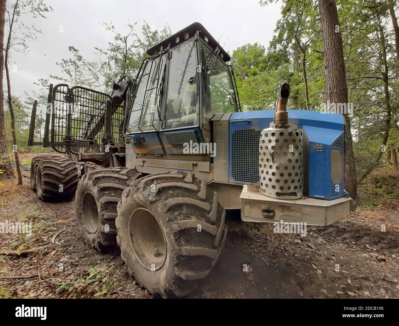 forwarder in a forest, Germany Stock Photo