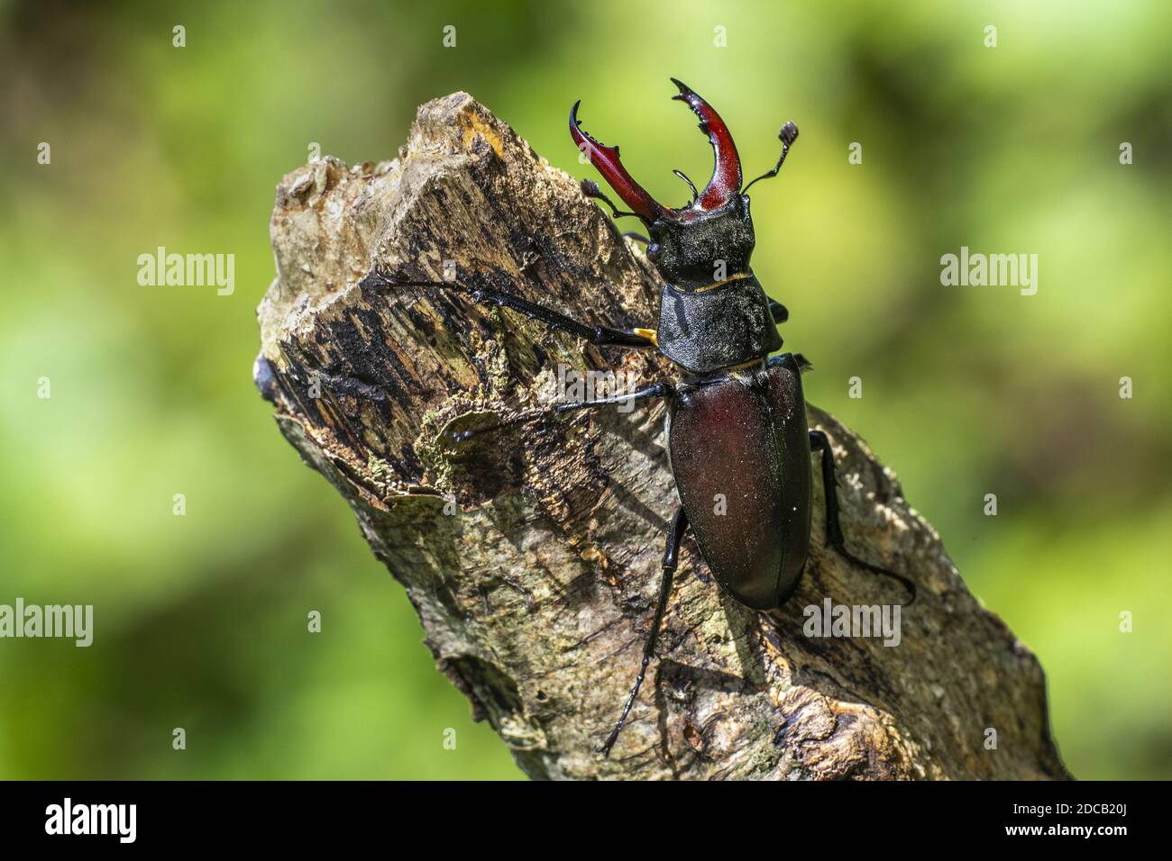 stag beetle, European stag beetle (Lucanus cervus), male on a branch, Germany, Baden-Wuerttemberg Stock Photo