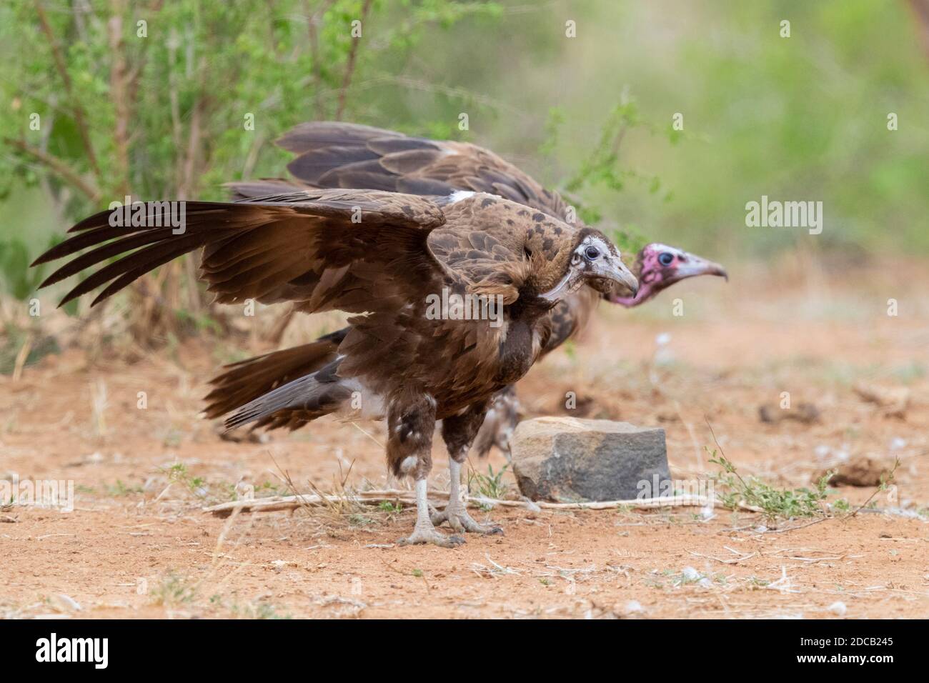 hooded vulture (Necrosyrtes monachus), two juveniles standing on the ground with opened wings, South Africa, Mpumalanga Stock Photo