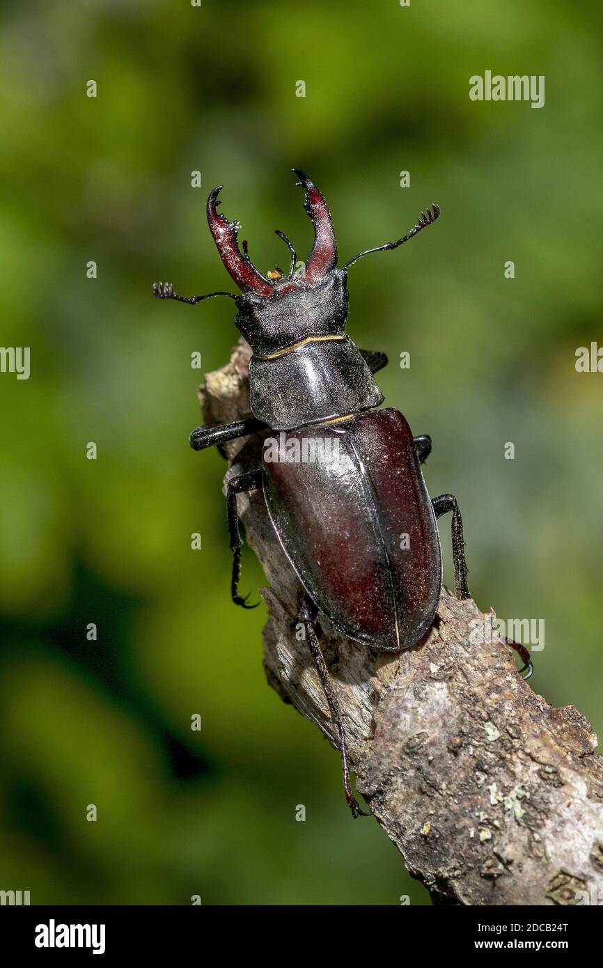 stag beetle, European stag beetle (Lucanus cervus), male on a branch, Germany, Baden-Wuerttemberg Stock Photo