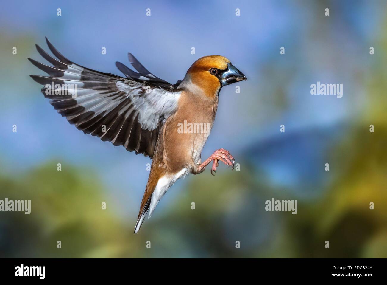 hawfinch (Coccothraustes coccothraustes), in landing approach, Germany, Baden-Wuerttemberg Stock Photo